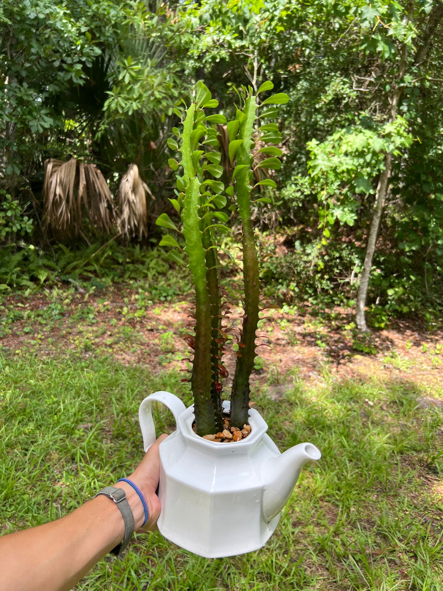 Euphorbia trigona in vintage teapot
