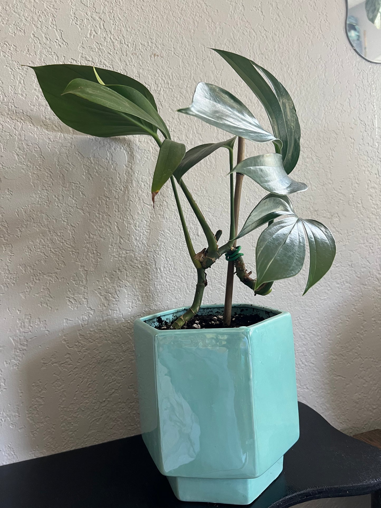 rhaphidophora dragon tail