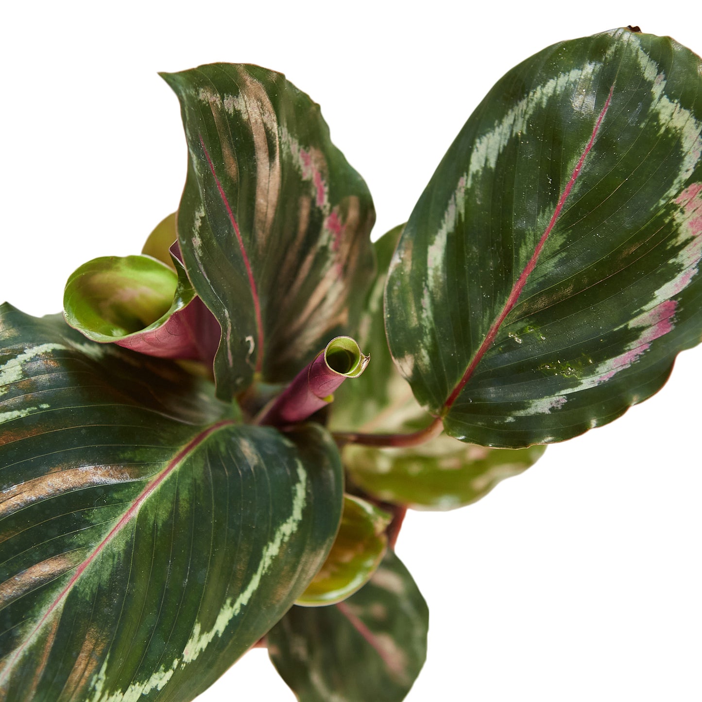 6in Calathea Roseopicta 'Medallion'