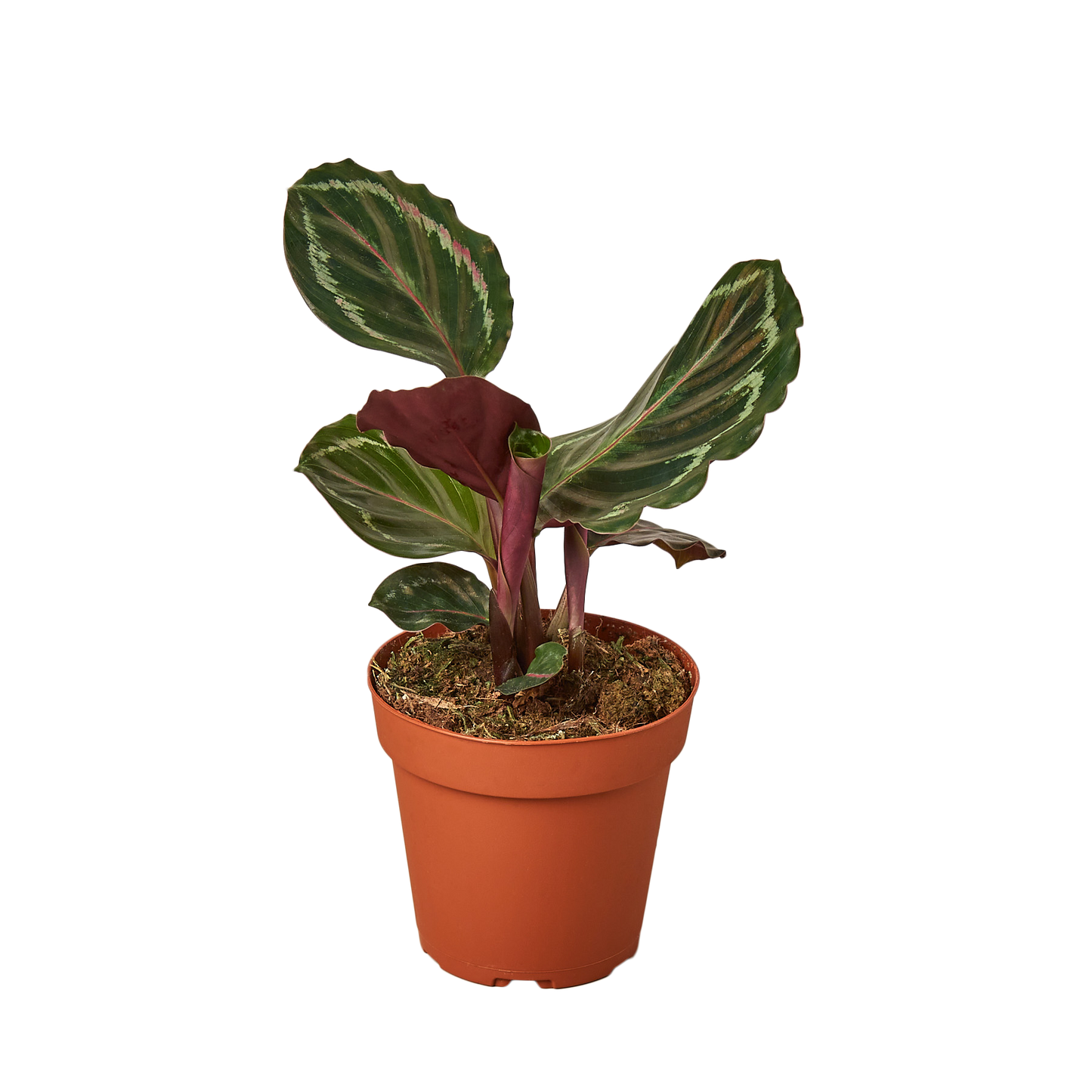 6in Calathea Roseopicta 'Medallion'