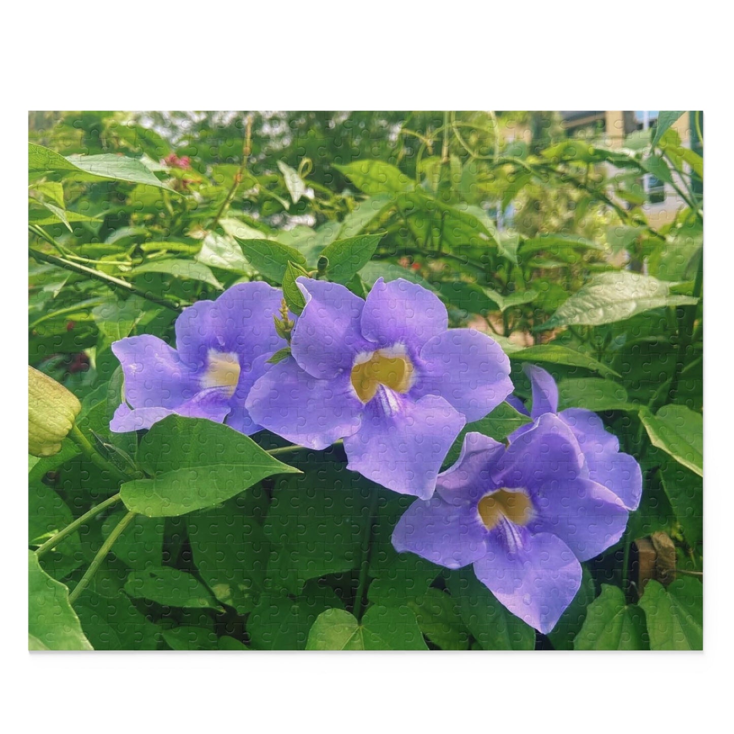 Thunbergia Flower Puzzle (120, 252, 500-Piece)