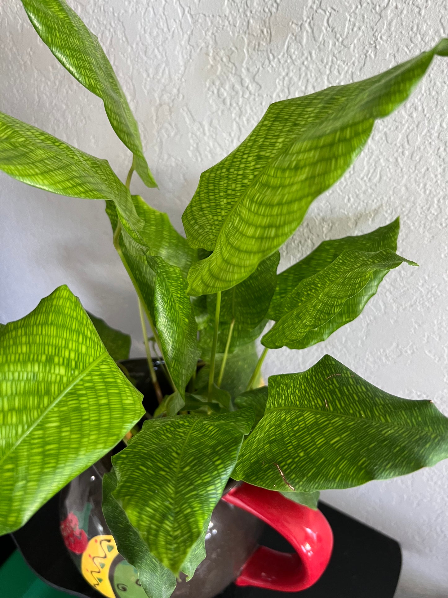 Calathea musica in vintage pitcher