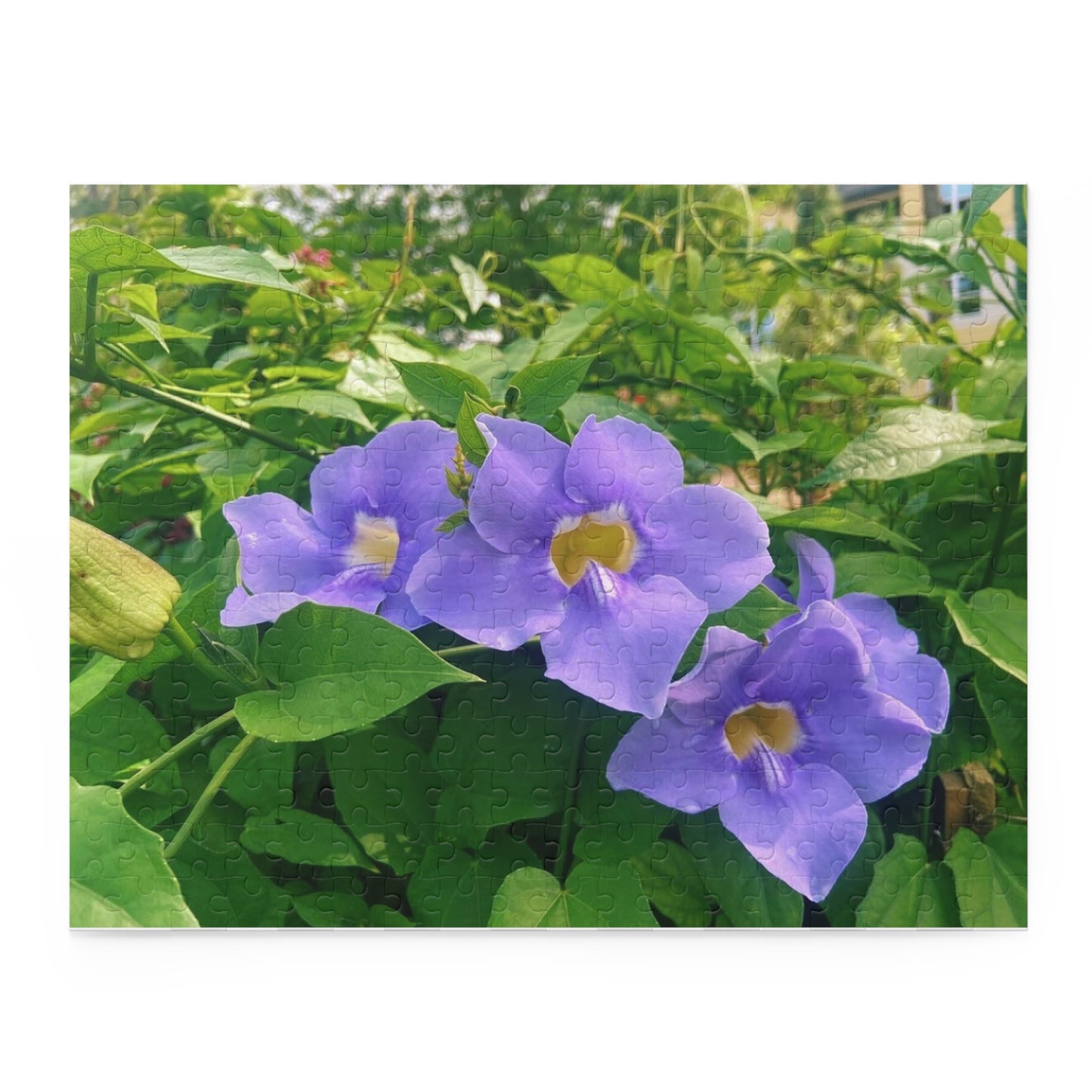 Thunbergia Flower Puzzle (120, 252, 500-Piece)