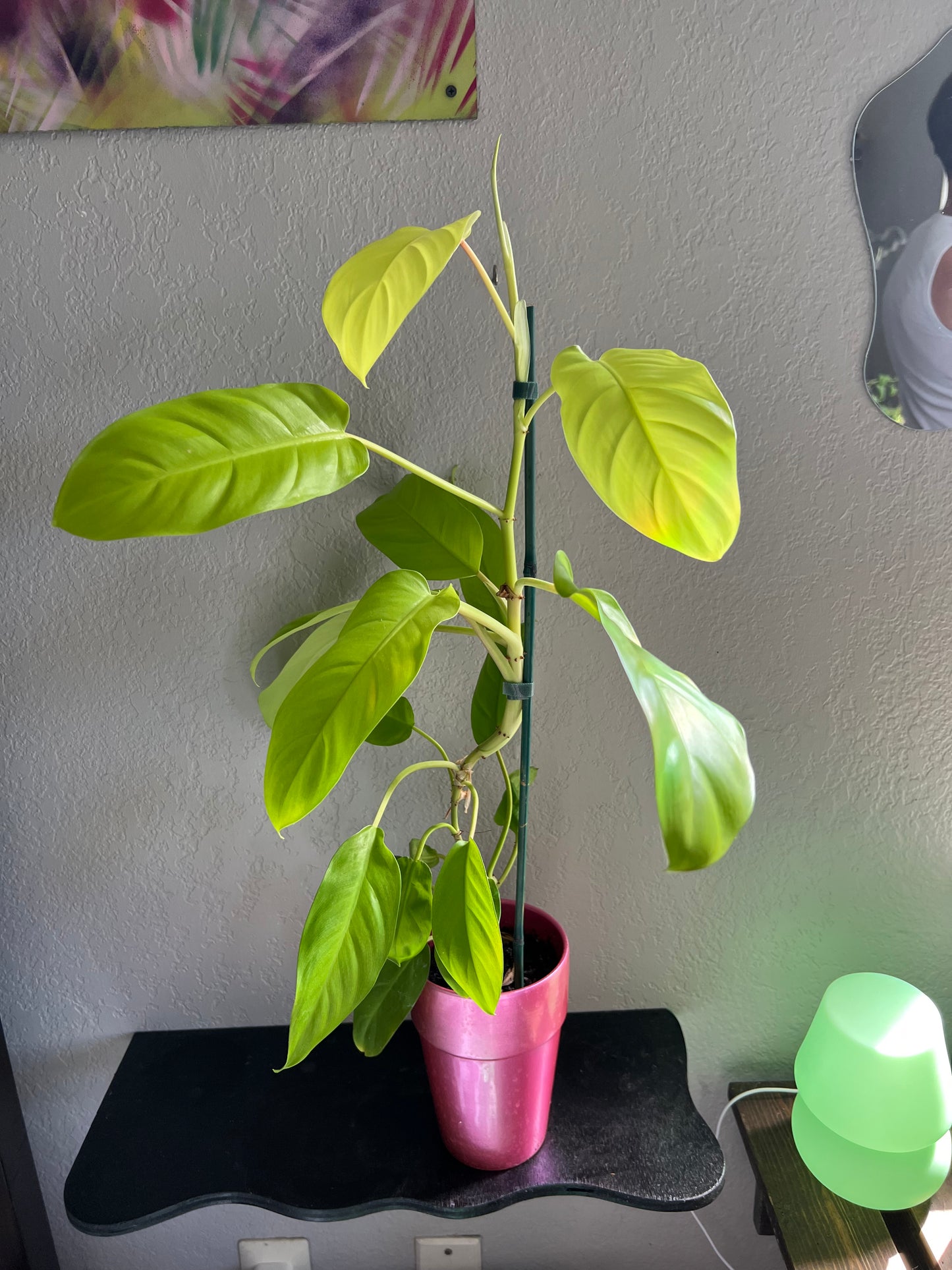 Lemon lime philodendron