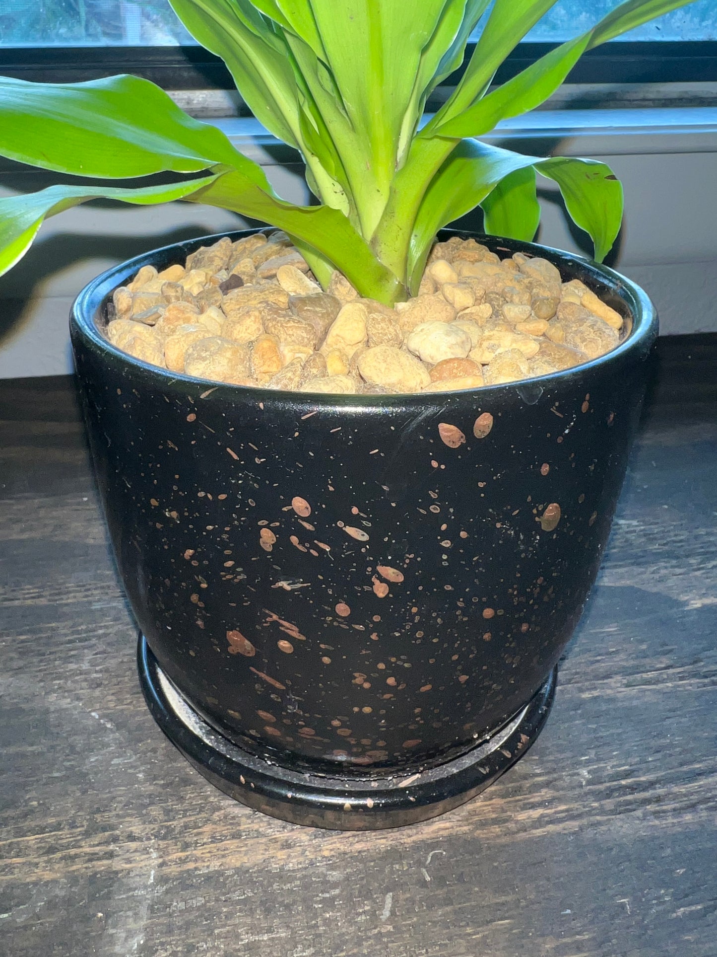 Limelight Dracaena in ceramic pot