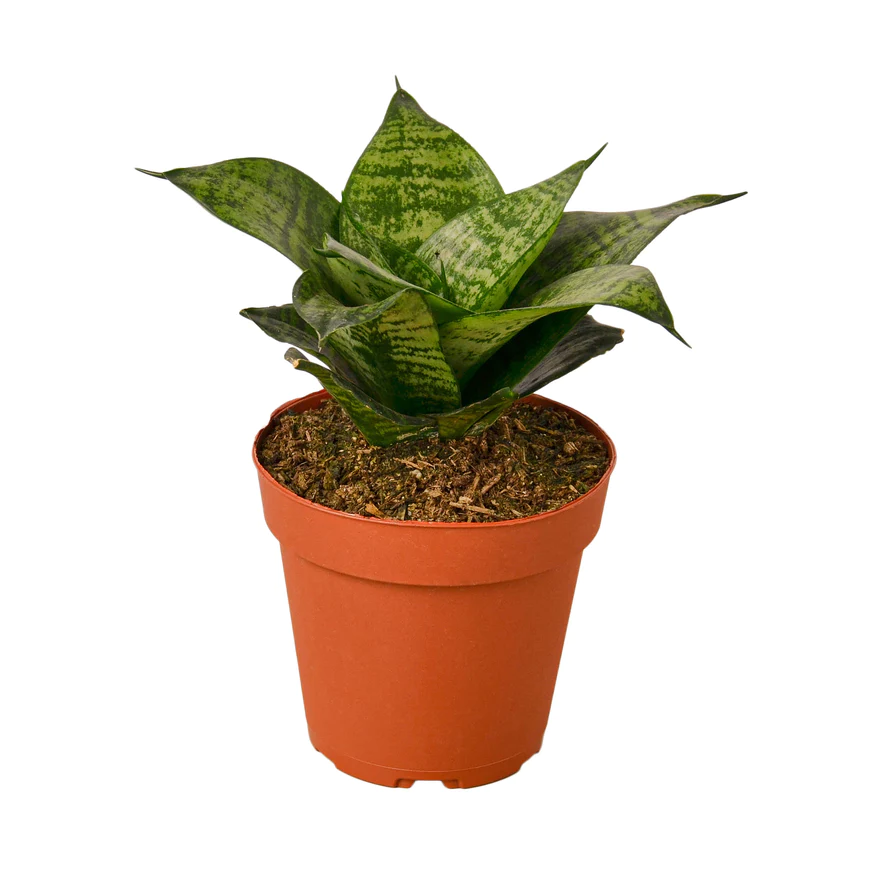 4in Snake Plant "Forest Star"