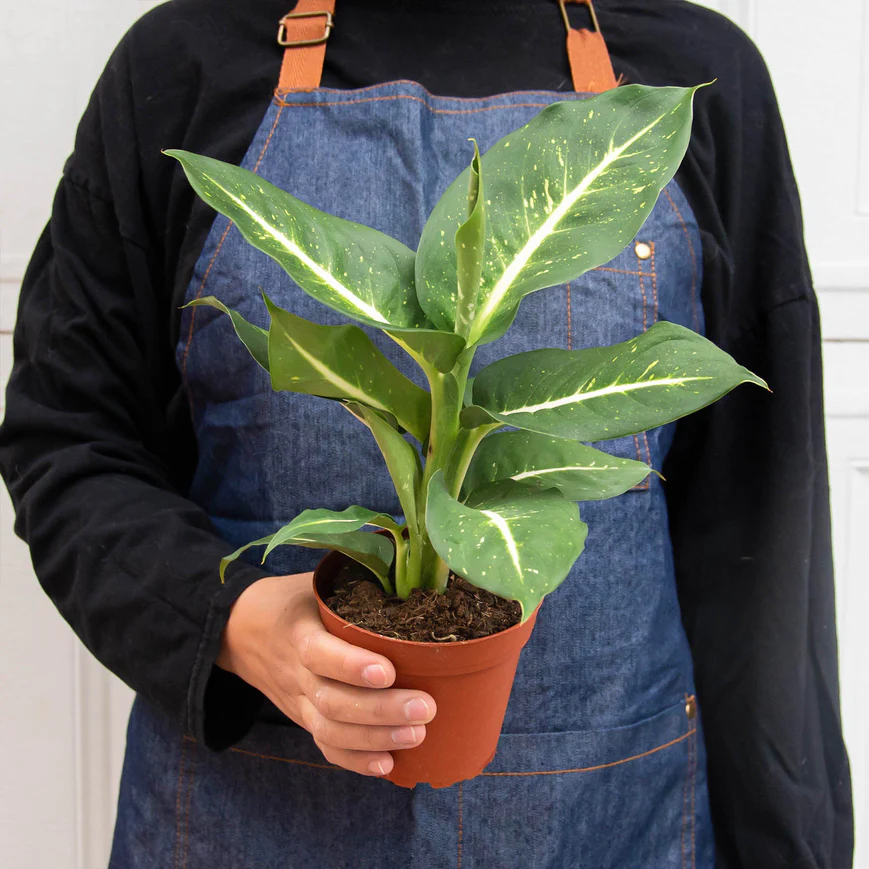4in Dieffenbachia "Oerstedii"