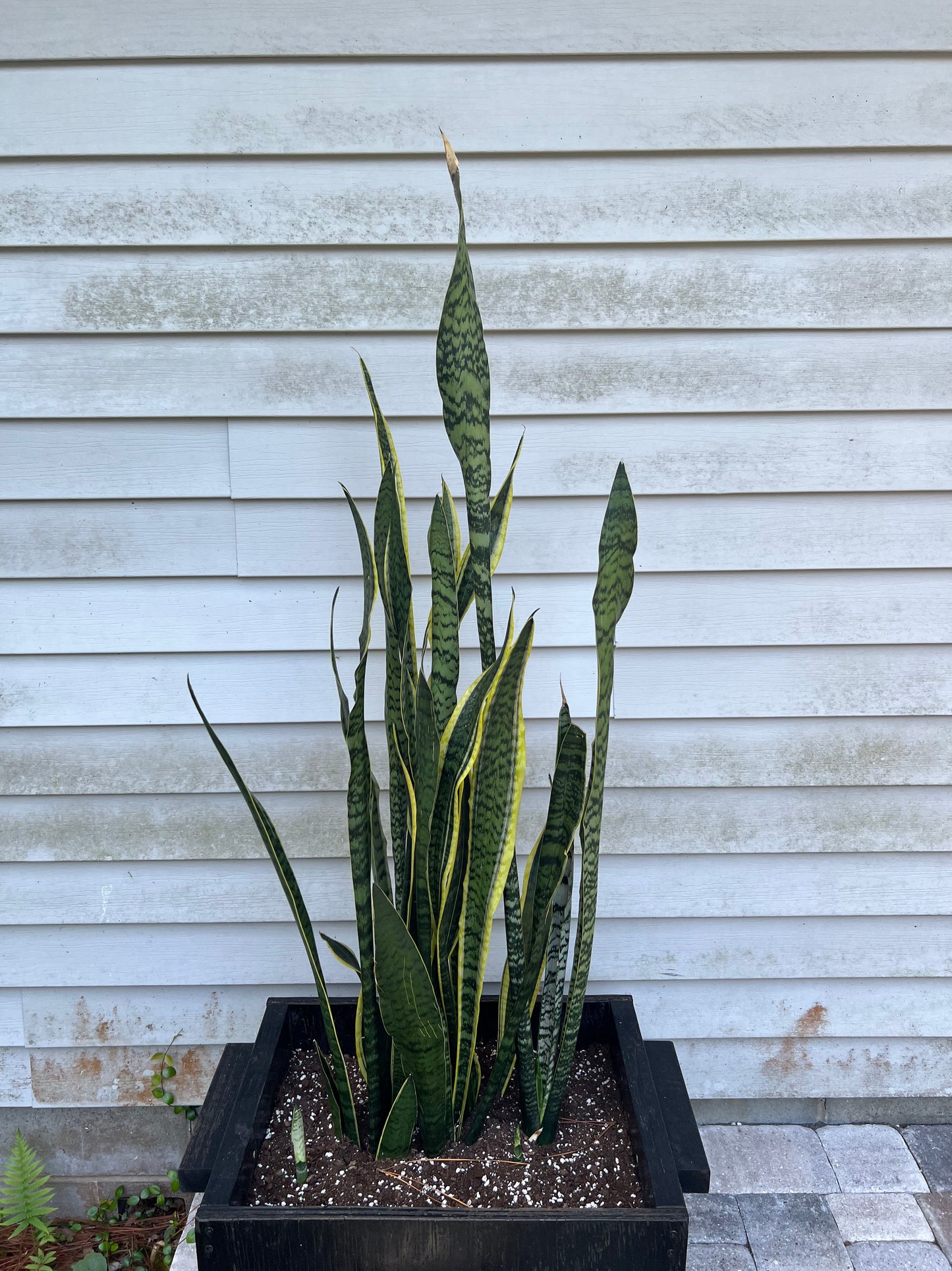 Snake plants in large handmade wooden planter