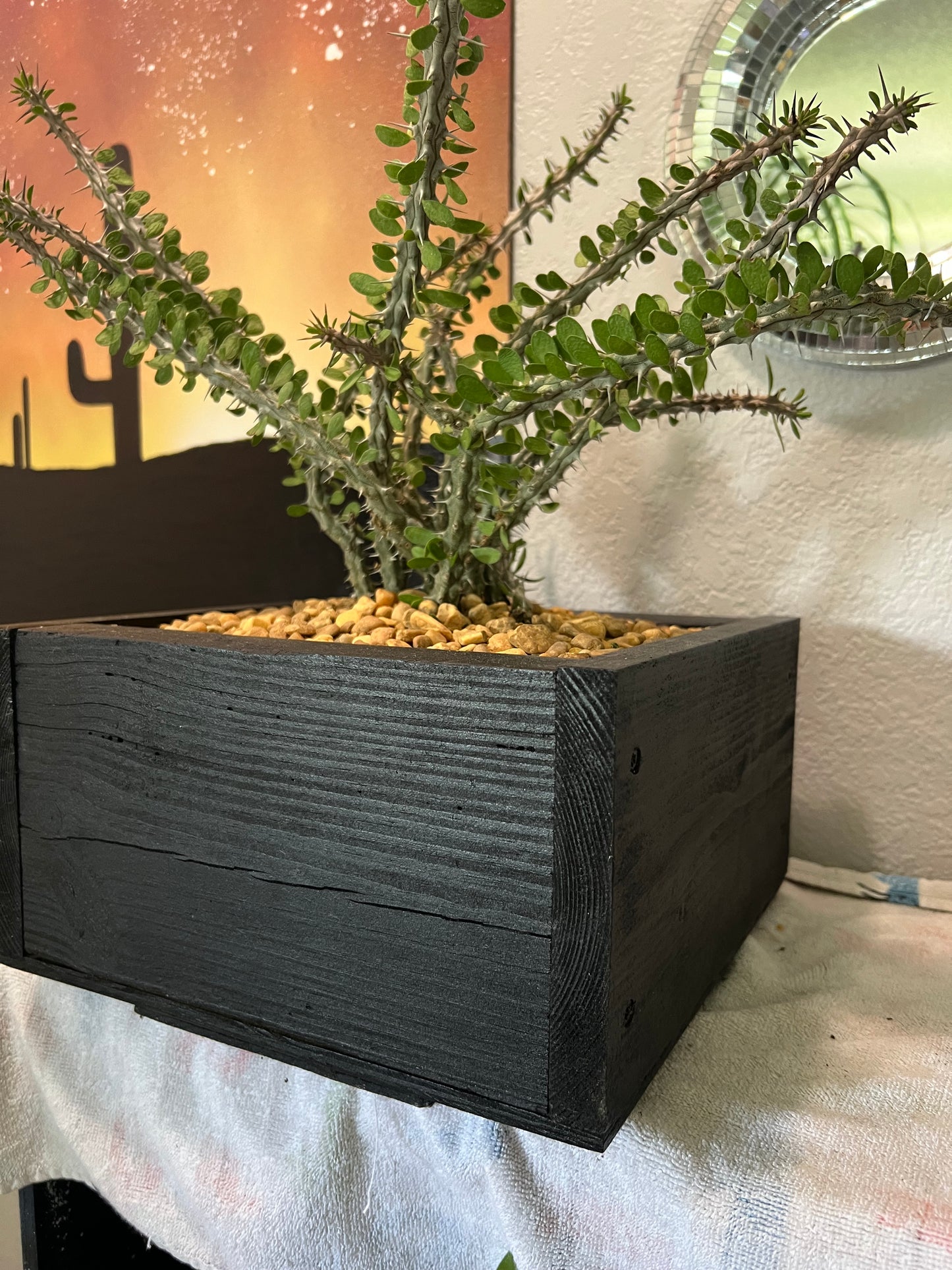 Madagascar Ocotillo