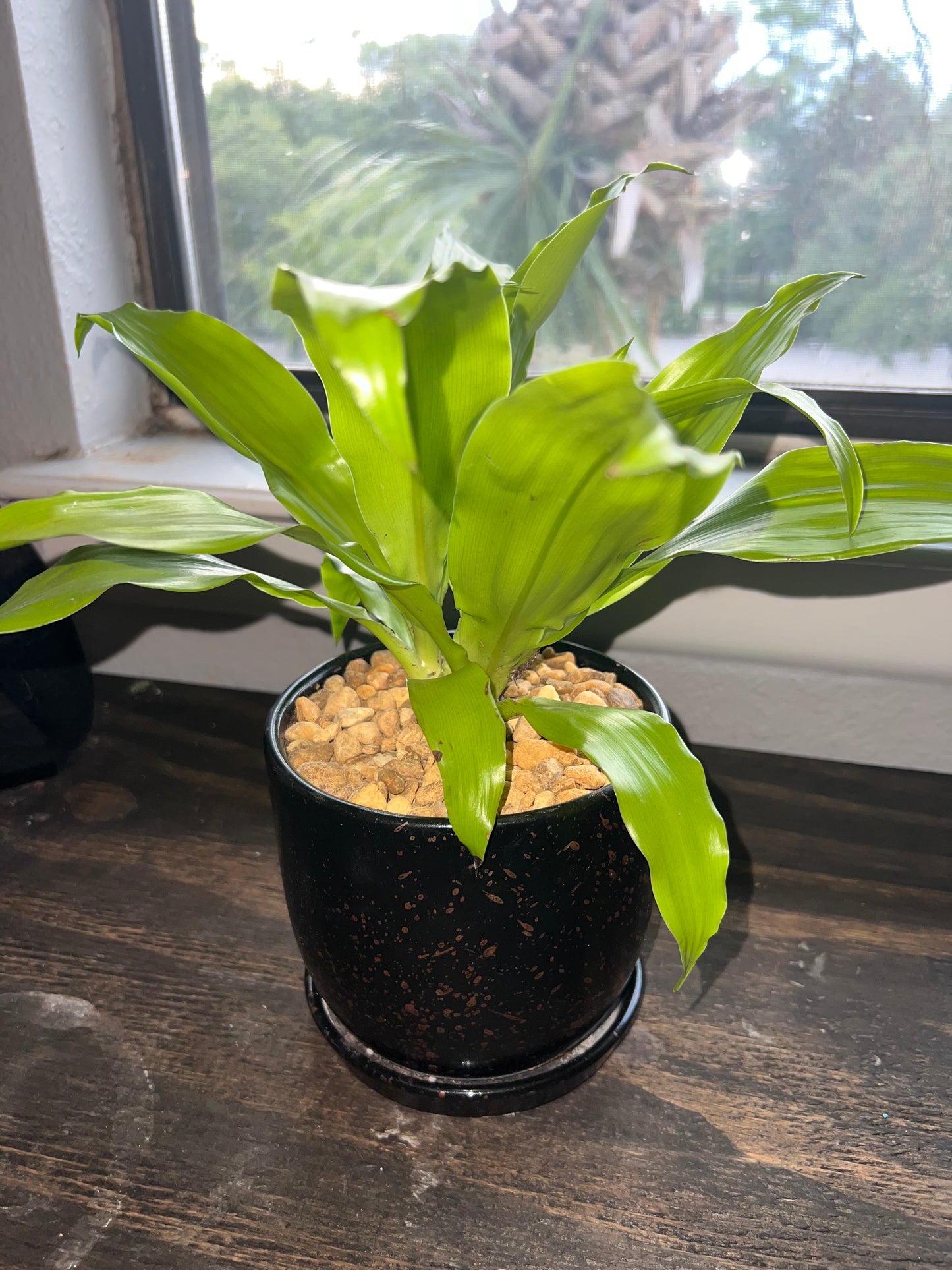 Limelight Dracaena in ceramic pot