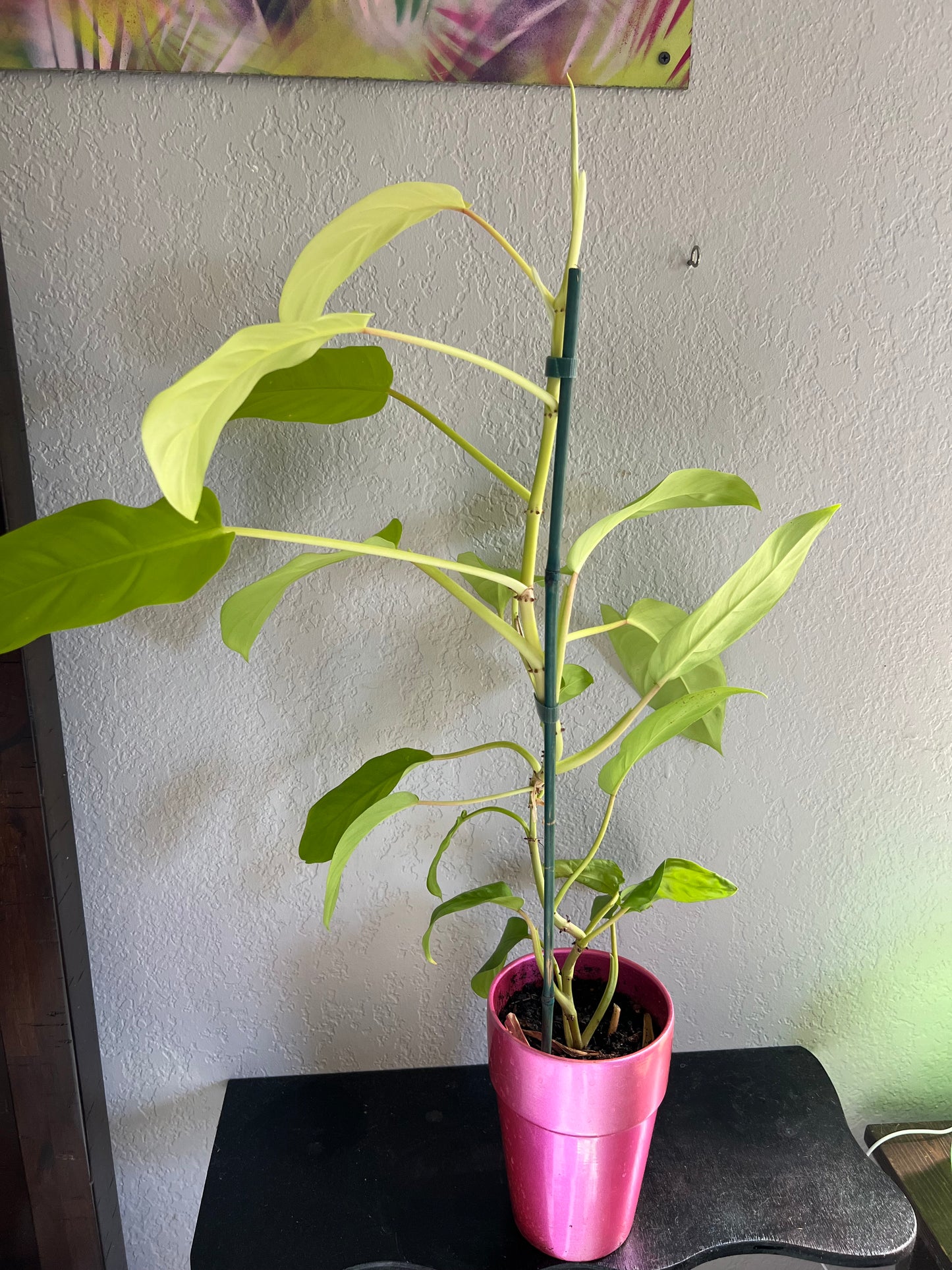Lemon lime philodendron