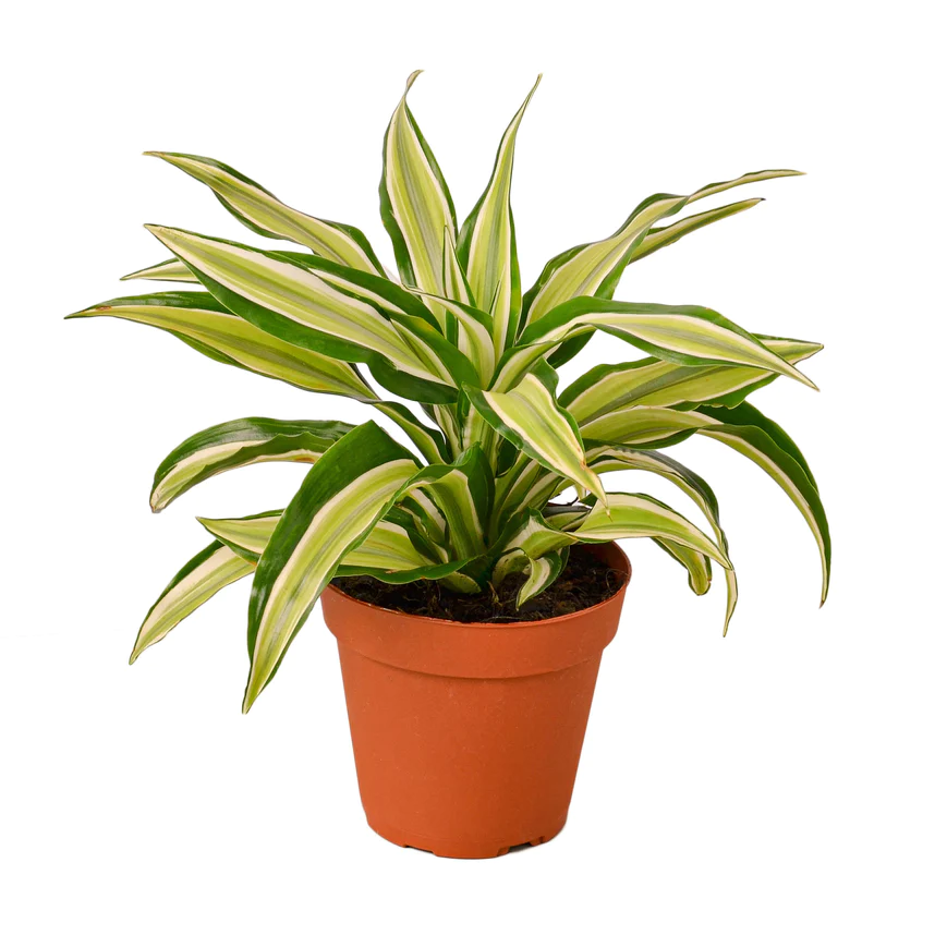 4in Dracaena "Malaika"