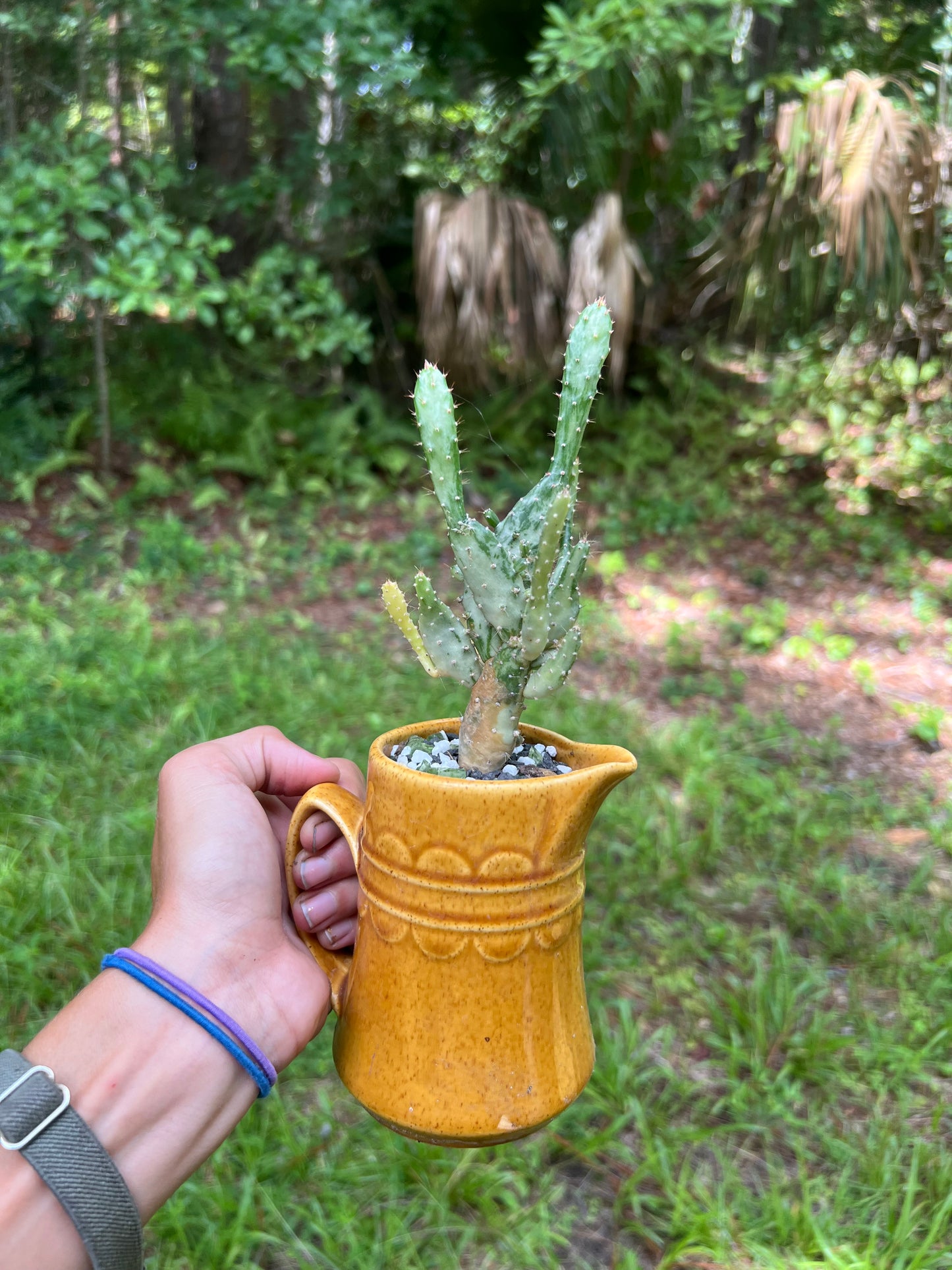 Variegated opuntia in vintage cup