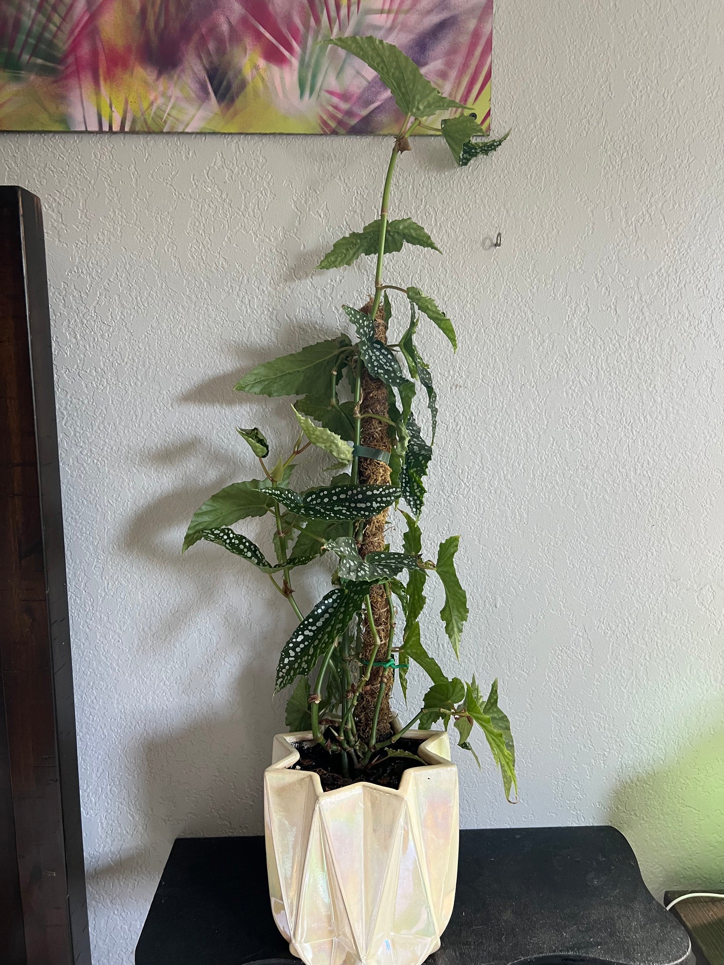 Angel wing begonia in pearl planter