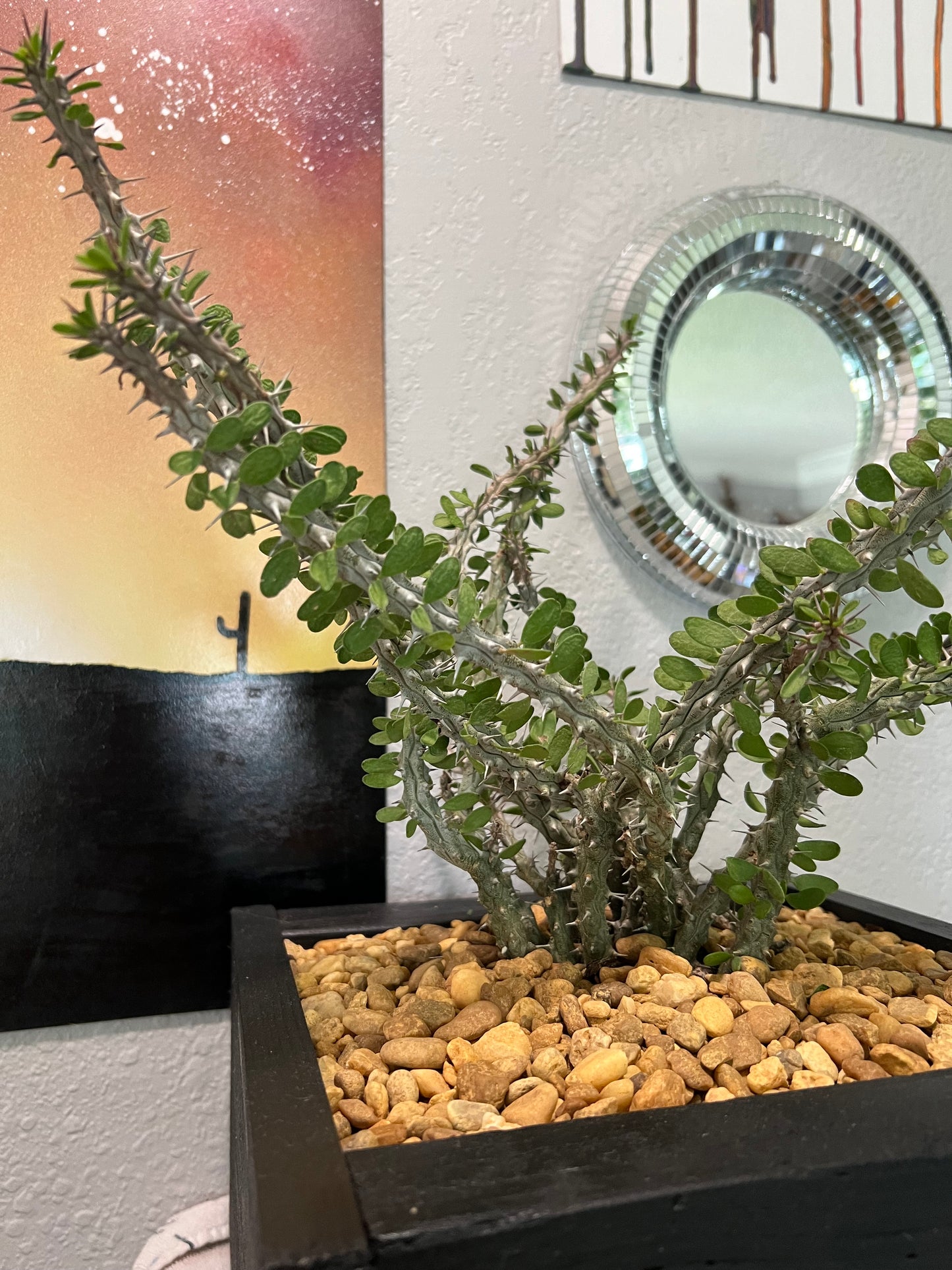 Madagascar Ocotillo