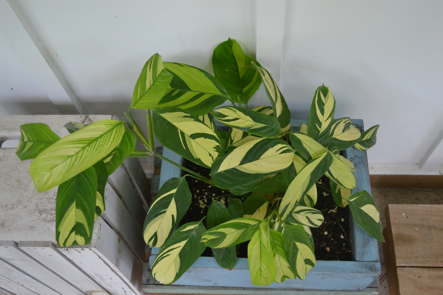 Calathea Lubbersii in handmade wooden planter