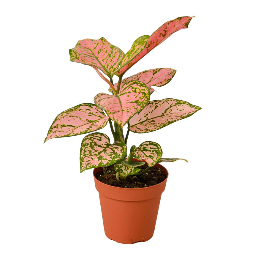 4in Chinese Evergreen "Lady Valentine"