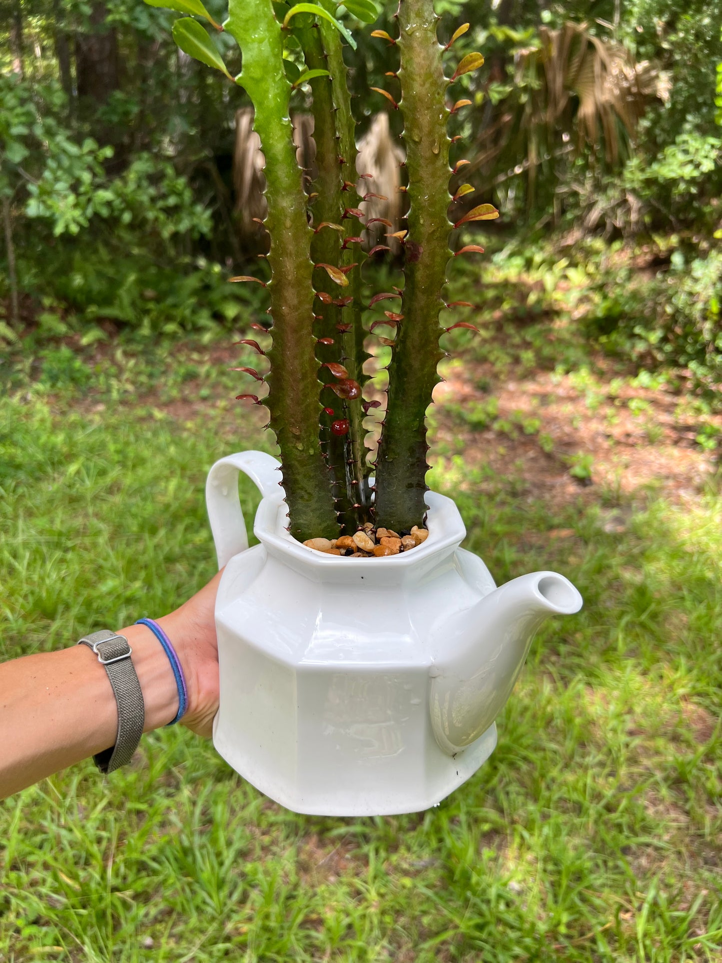 Euphorbia trigona in vintage teapot