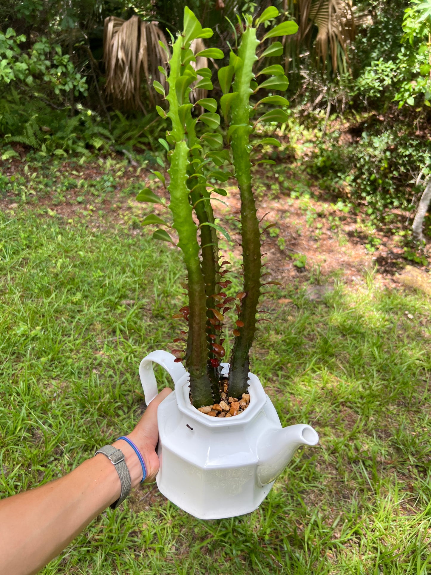 Euphorbia trigona in vintage teapot