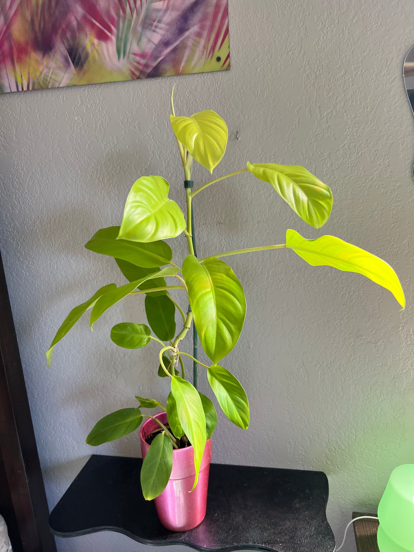Lemon lime philodendron