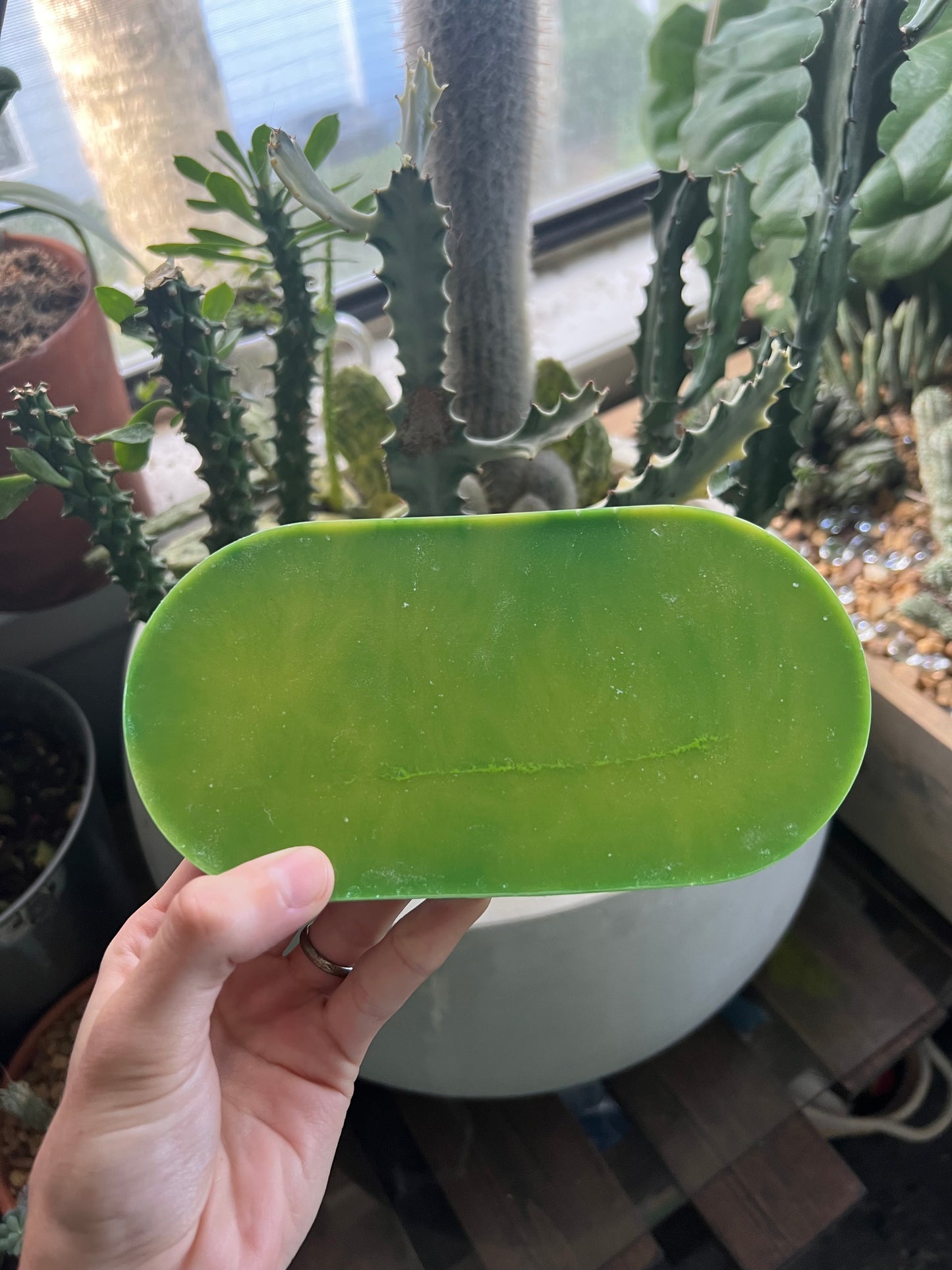 Green and blue color shifting sharks tooth trinket dish & coaster