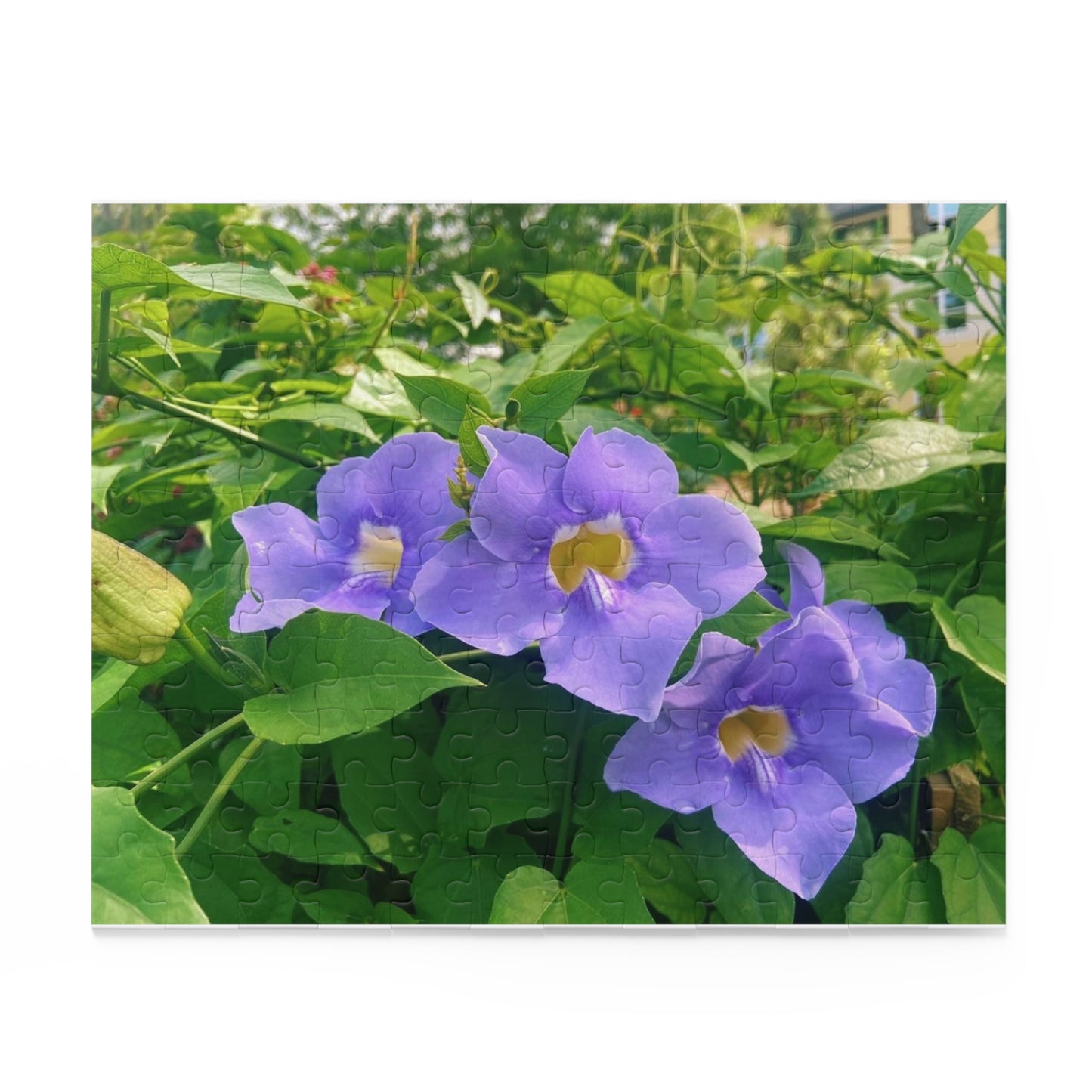 Thunbergia Flower Puzzle (120, 252, 500-Piece)