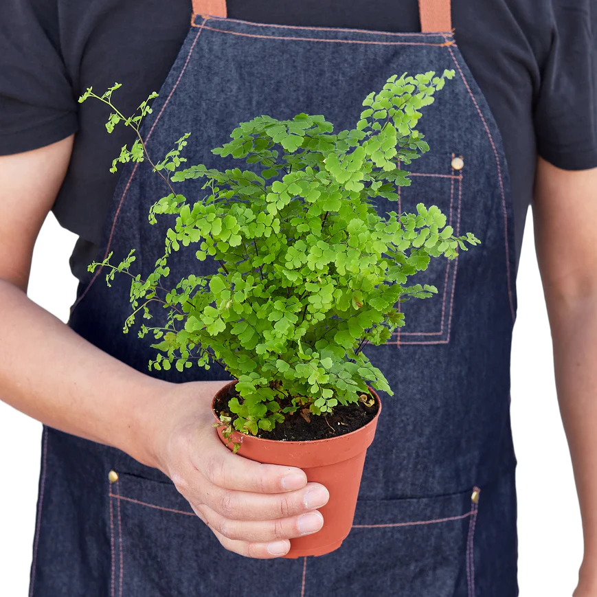 4in Fern "Maidenhair"
