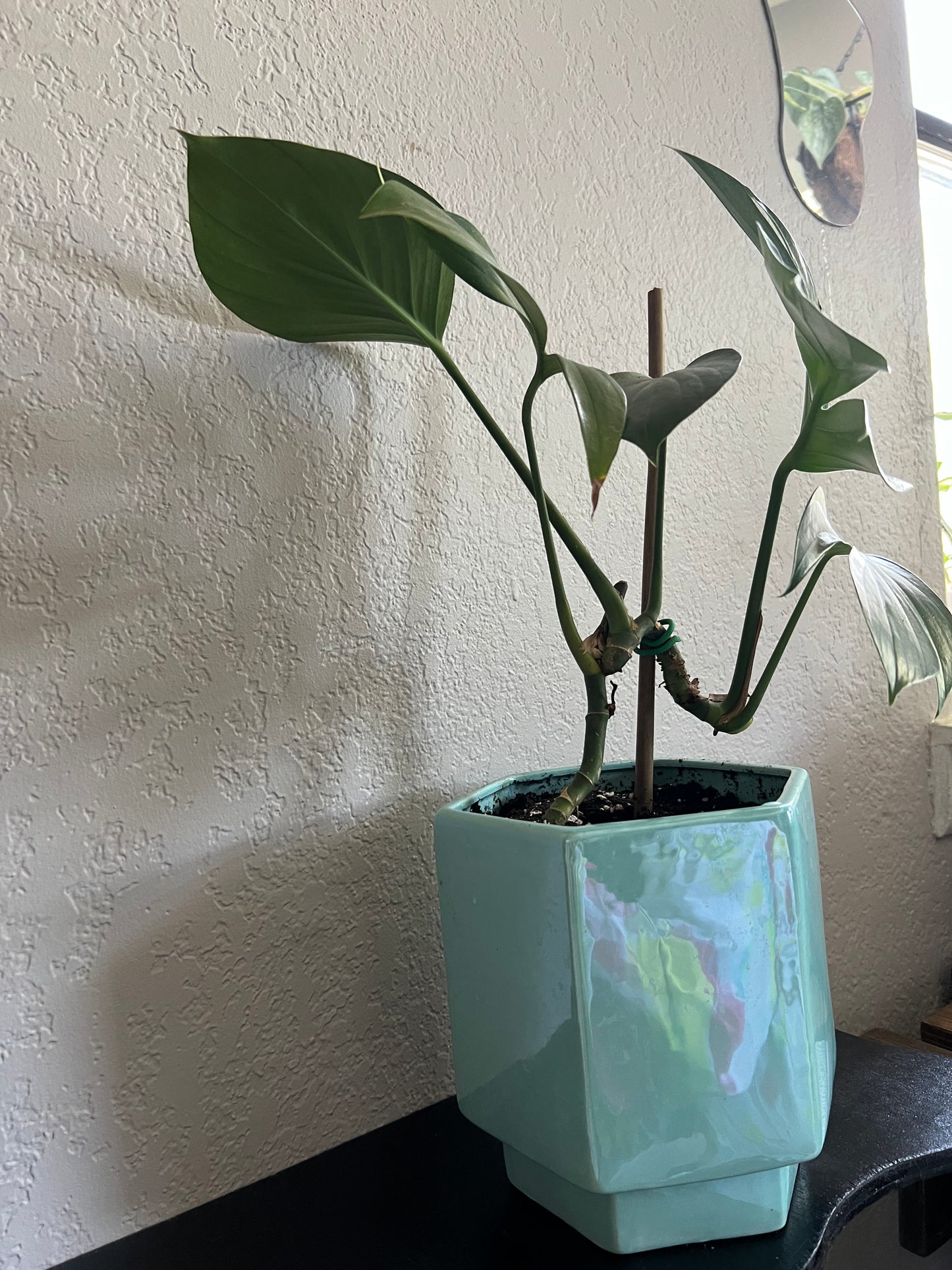 rhaphidophora dragon tail