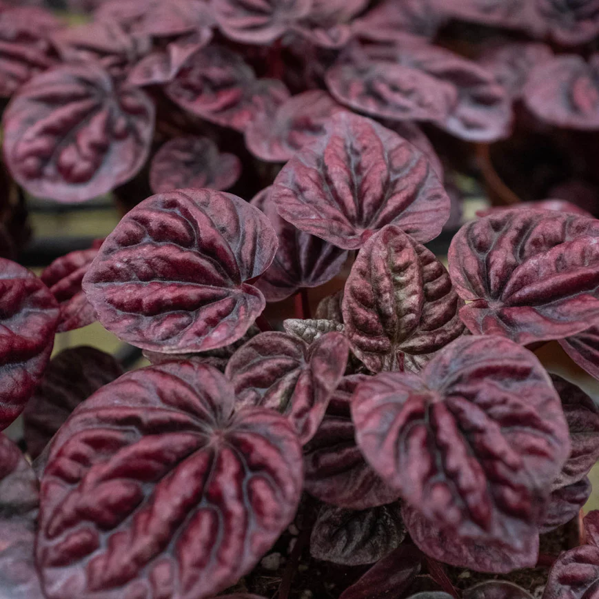 4in Peperomia "Ripple Red"