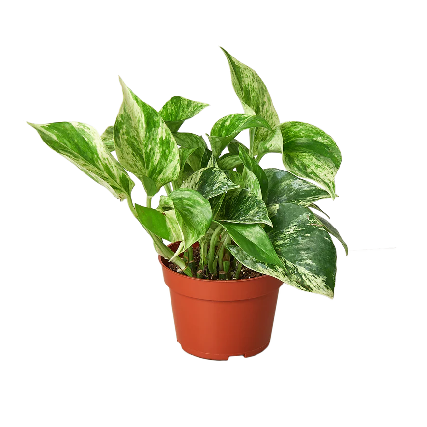 4in Pothos "Marble Queen"
