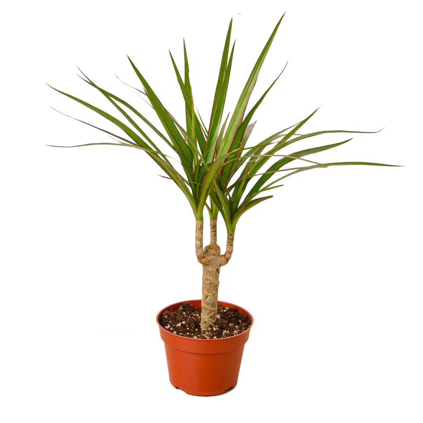 4in Dracaena "Marginata Cane"