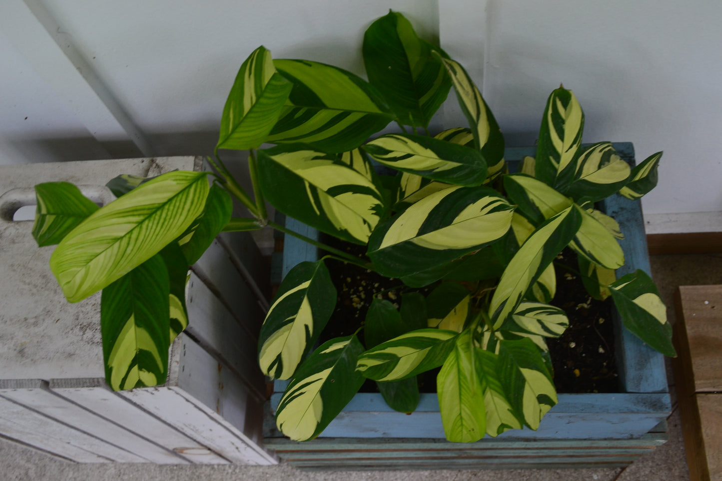 Calathea Lubbersii in handmade wooden planter
