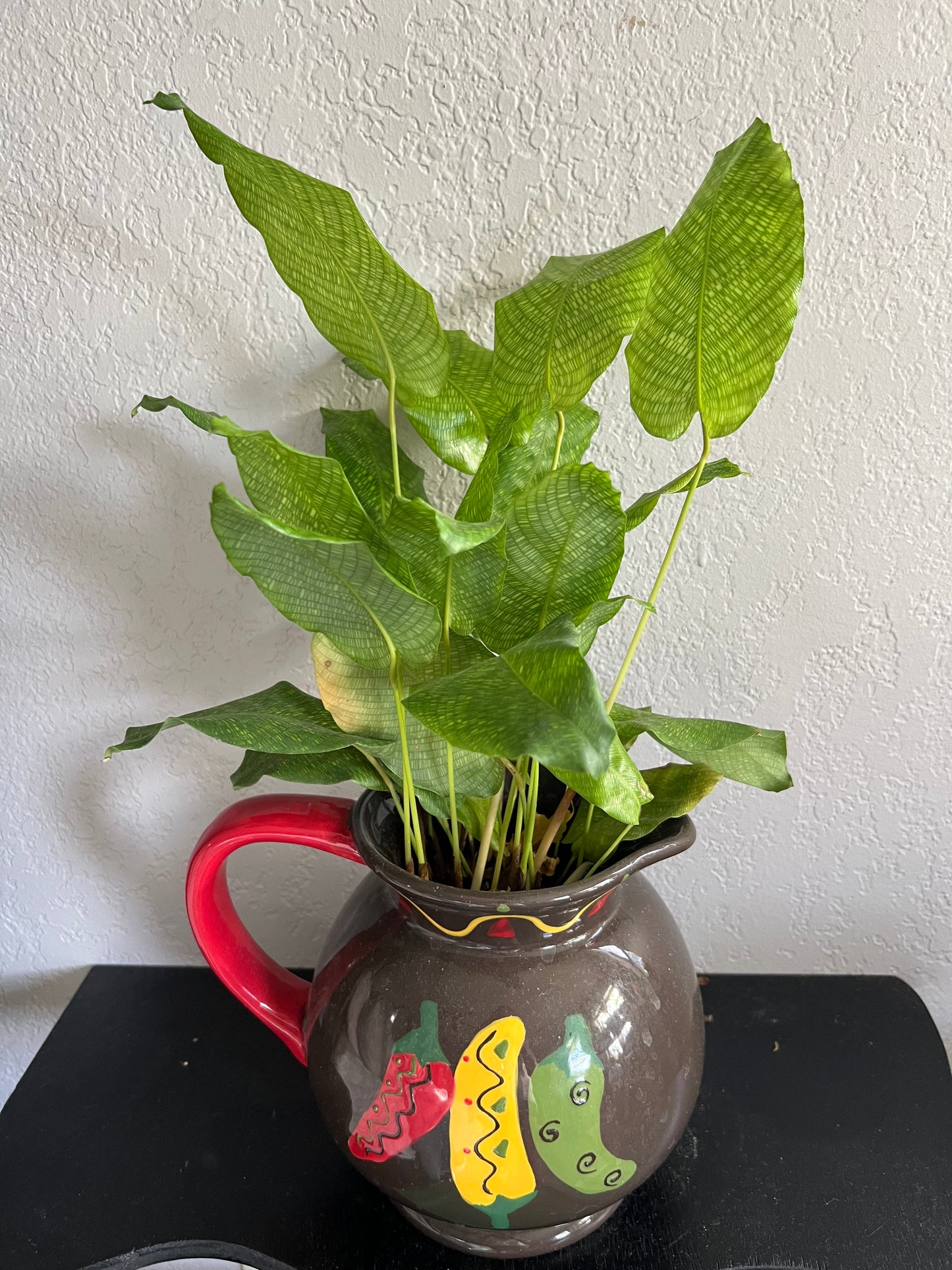 Calathea musica in vintage pitcher