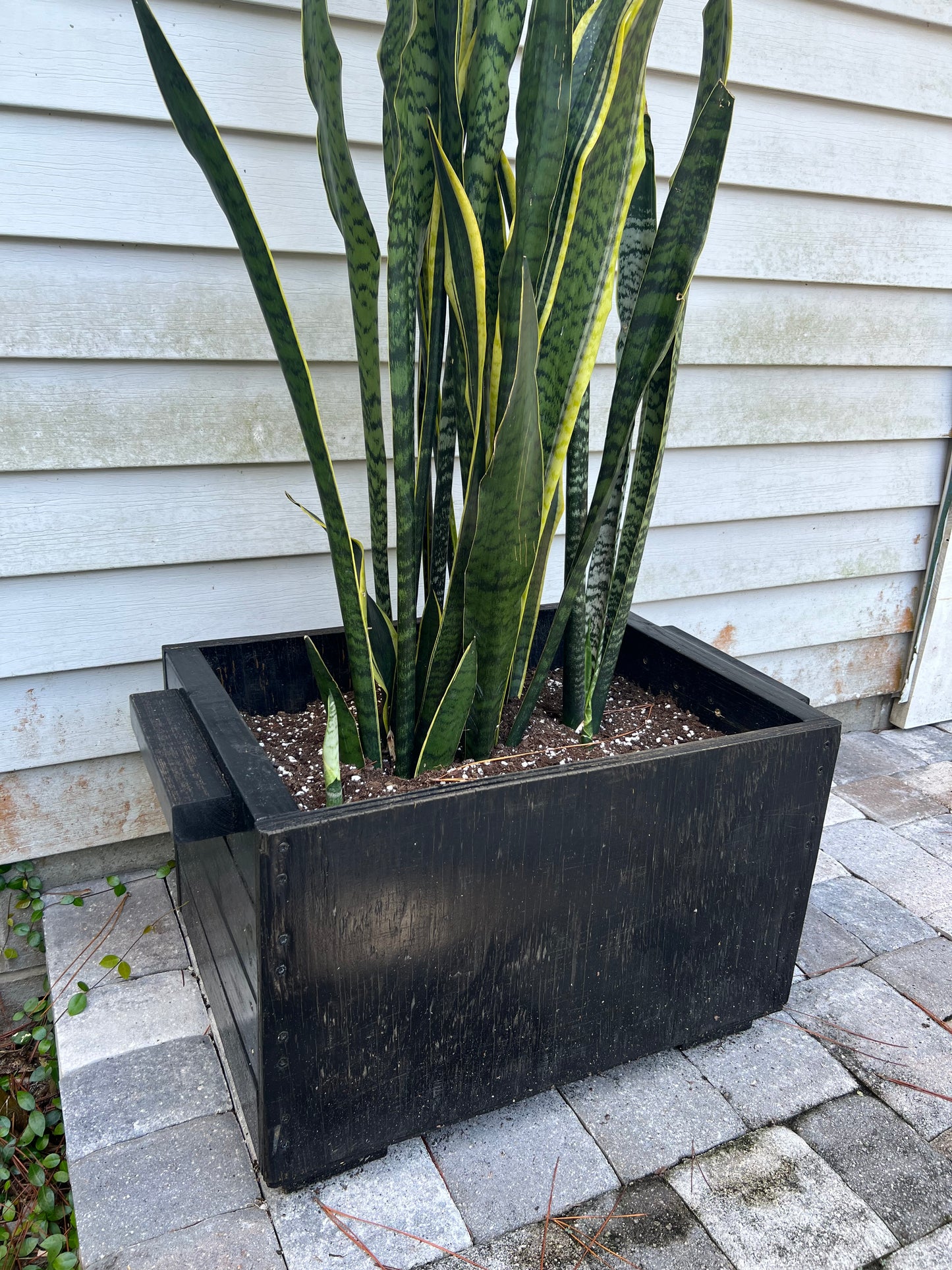 Snake plants in large handmade wooden planter