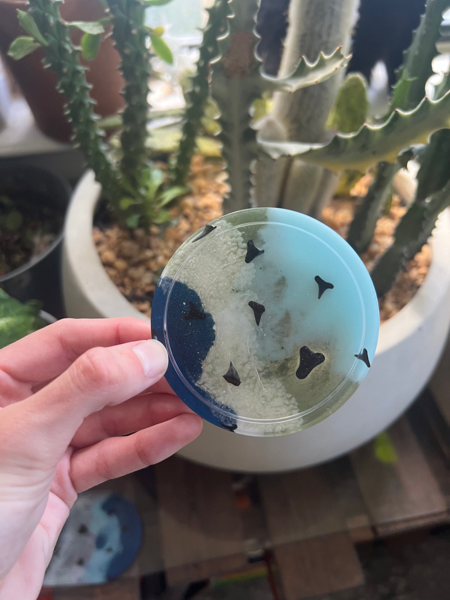 Shark tooth trinket dish & coaster