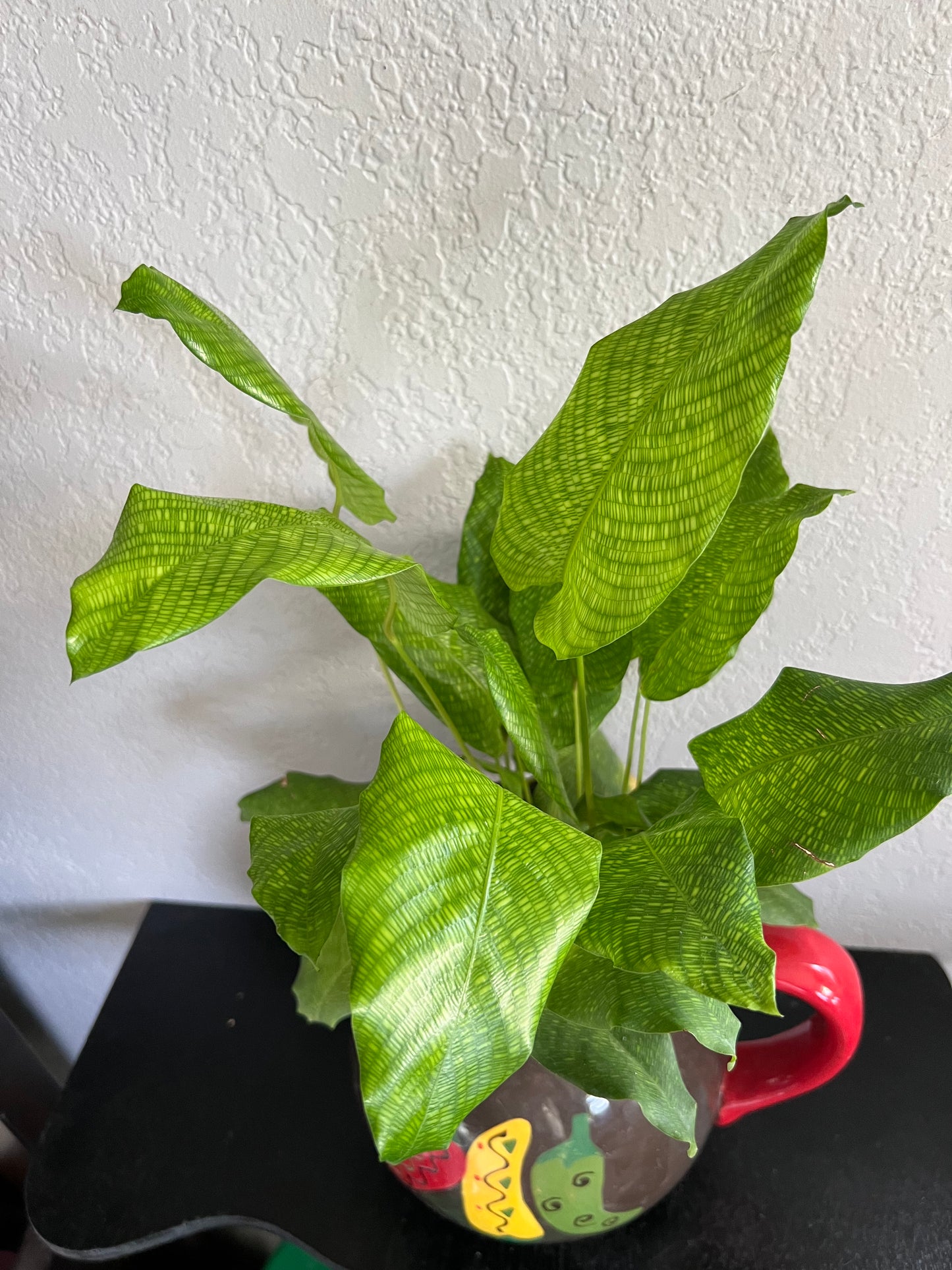 Calathea musica in vintage pitcher