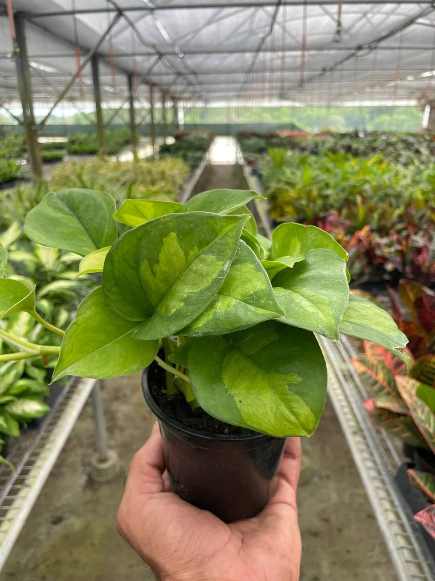 4in Pothos "Global Green"