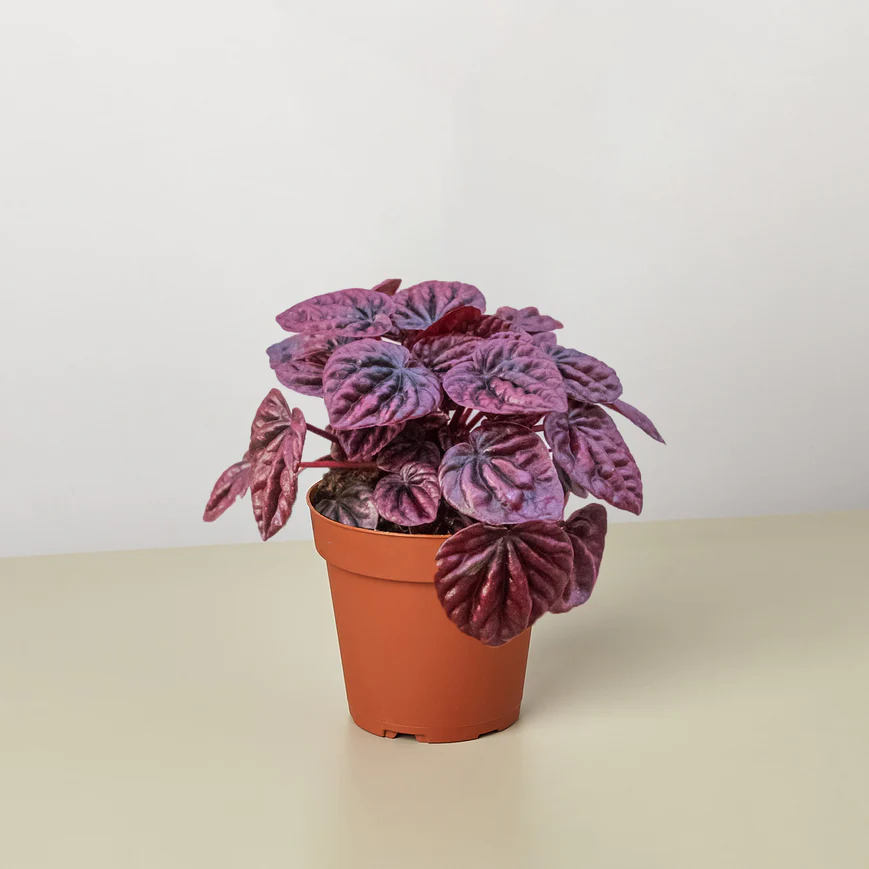 4in Peperomia "Ripple Red"