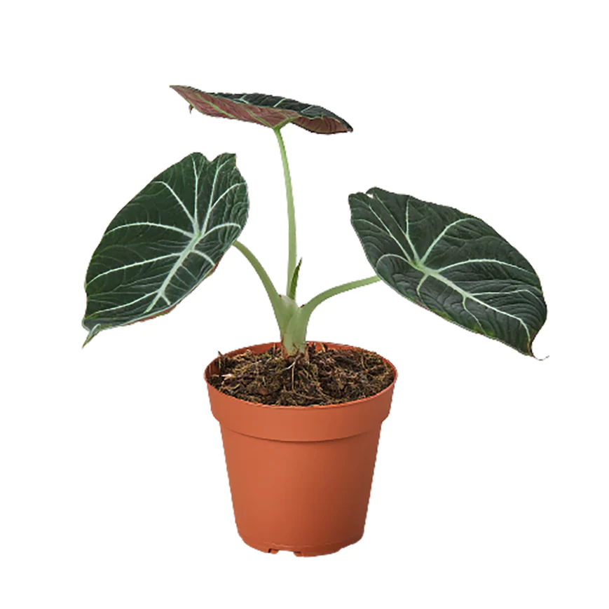 4in Alocasia "Black Velvet"