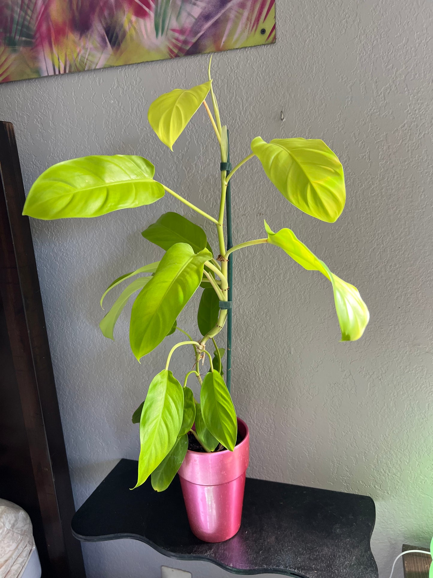 Lemon lime philodendron