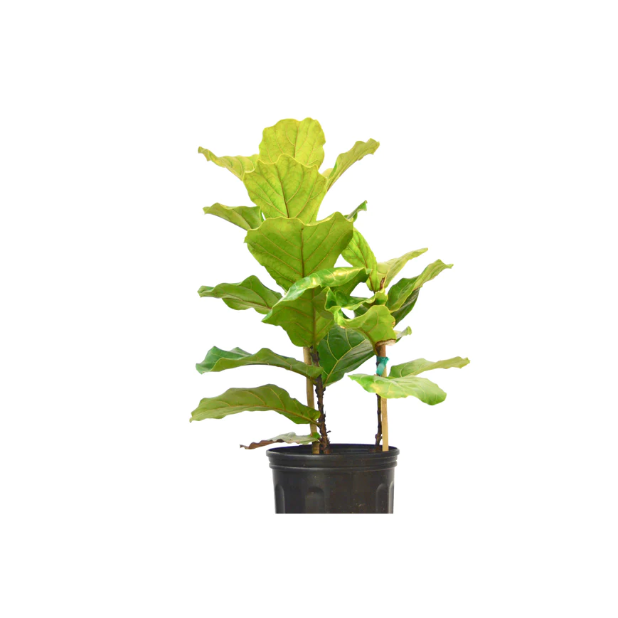 10in Ficus Lyrata "Fiddle Leaf Fig"