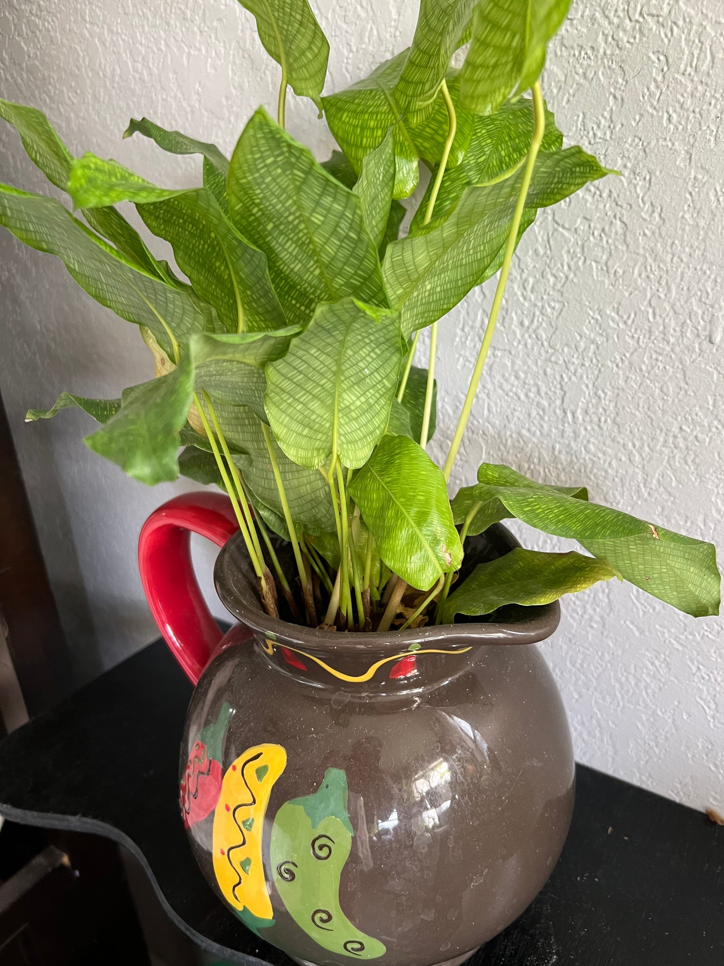 Calathea musica in vintage pitcher
