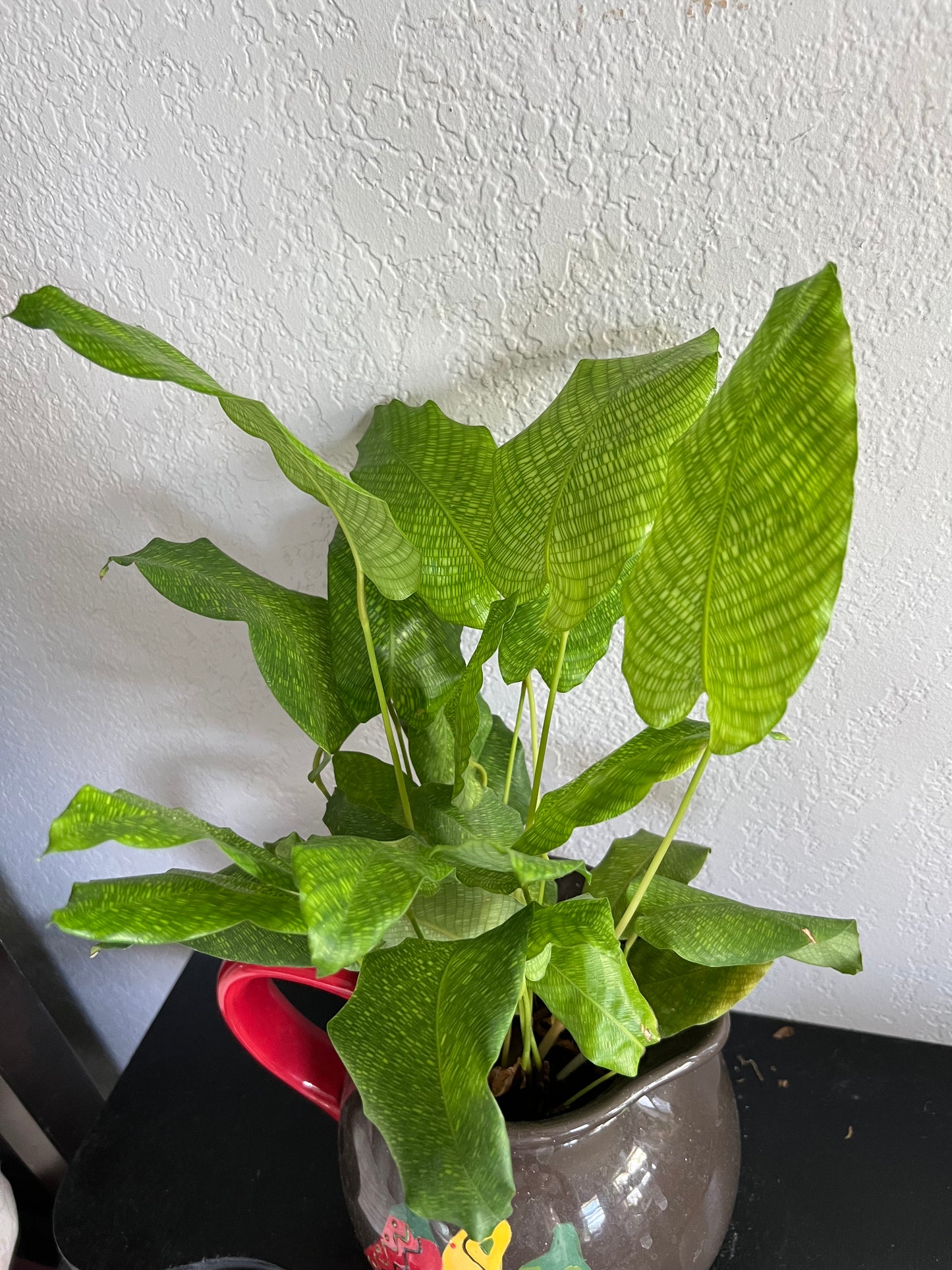 Calathea musica in vintage pitcher