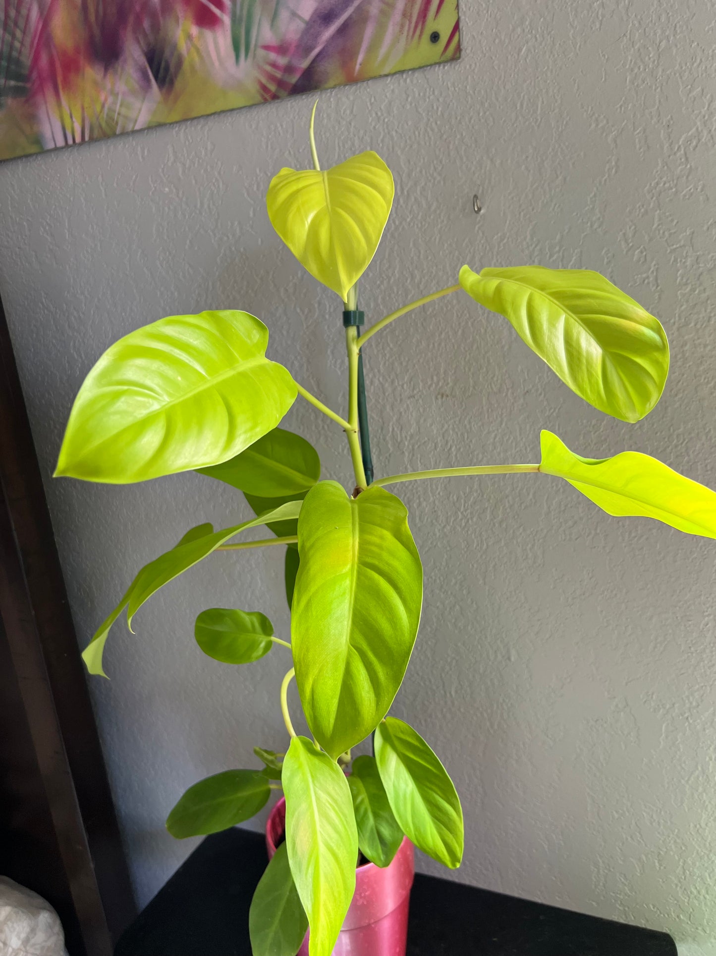 Lemon lime philodendron
