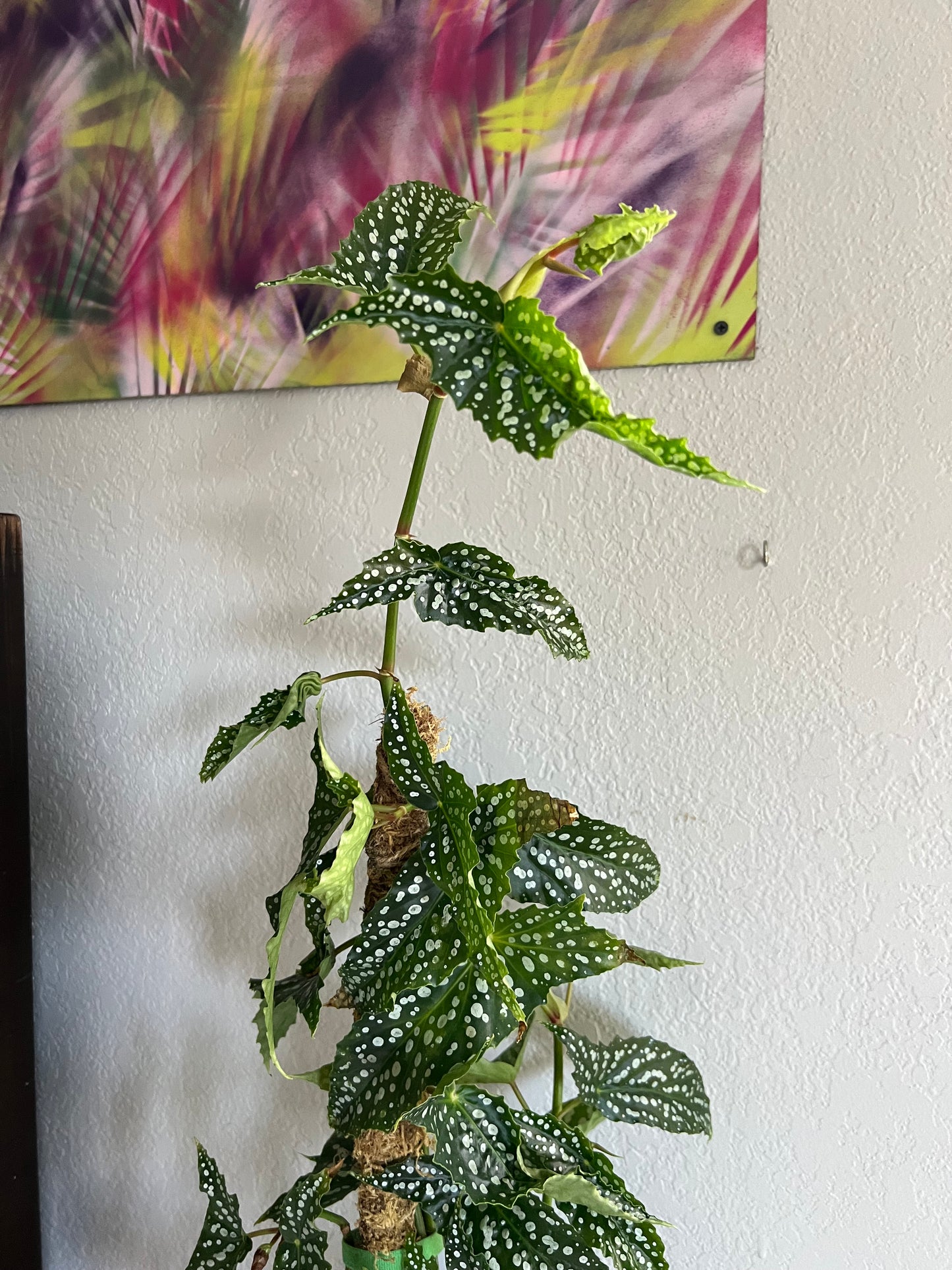 Angel wing begonia in pearl planter