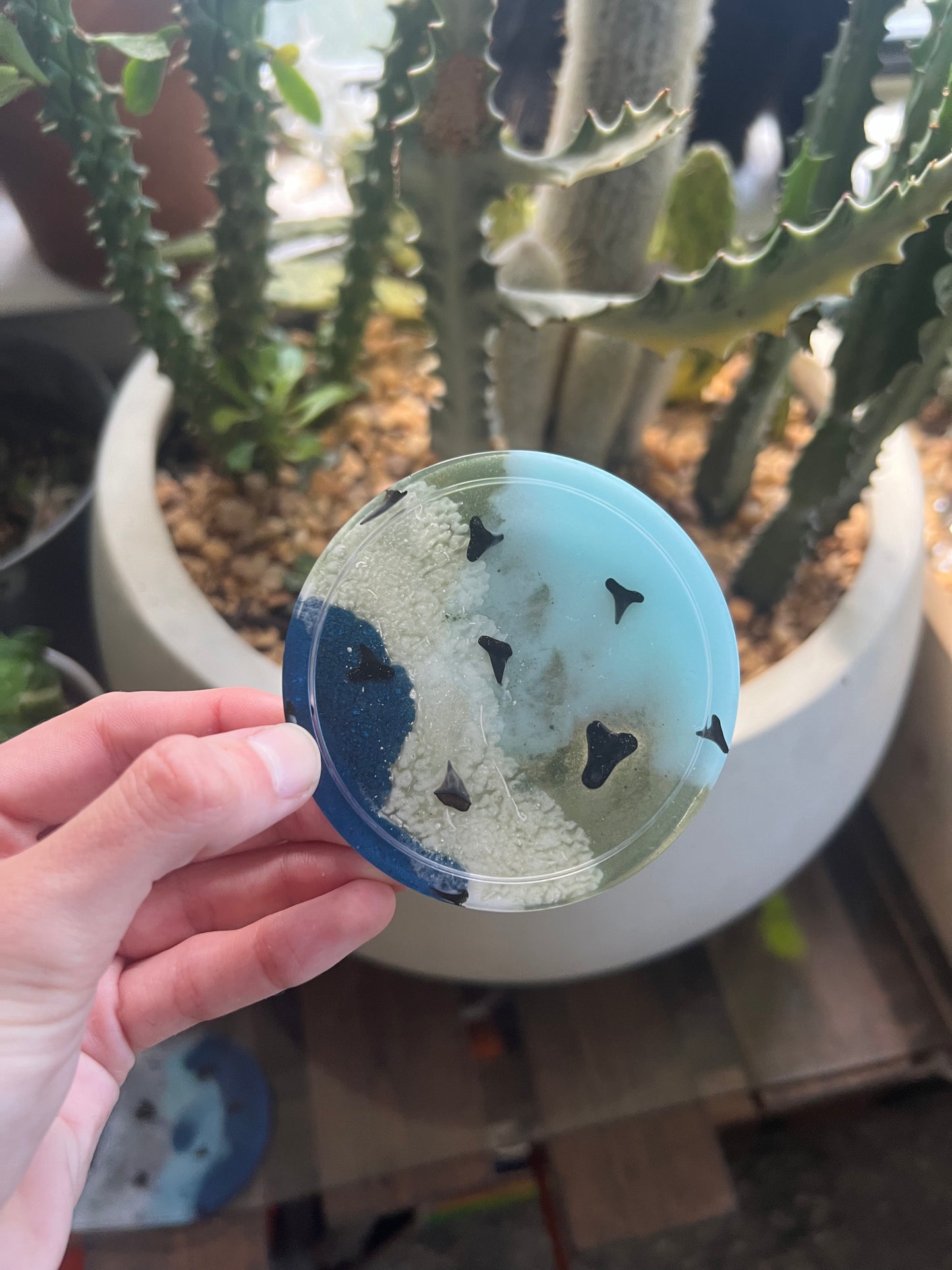 Shark tooth trinket dish & coaster