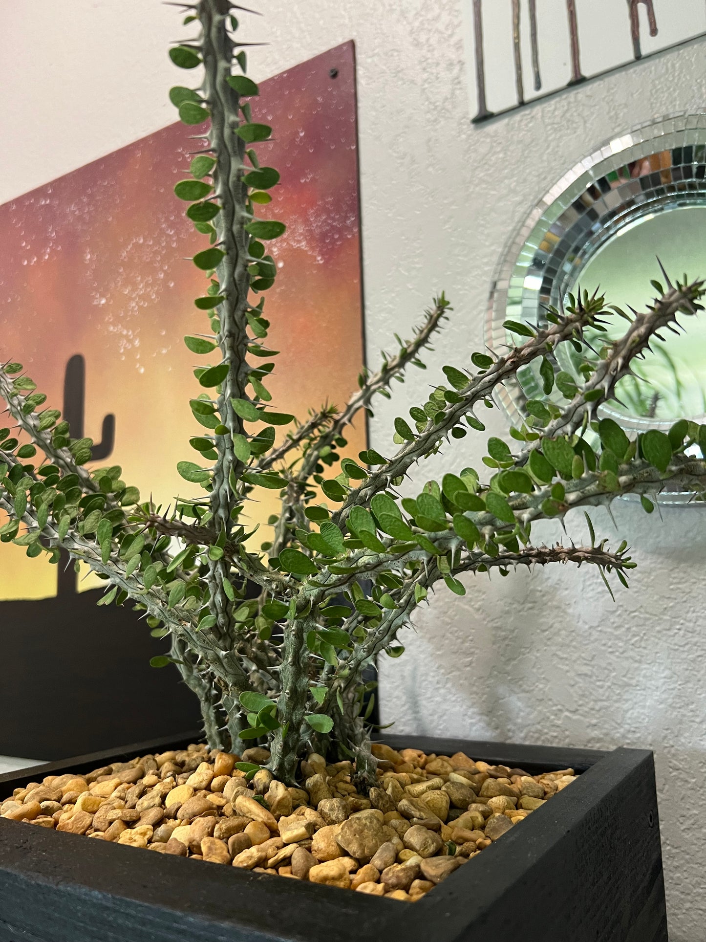 Madagascar Ocotillo