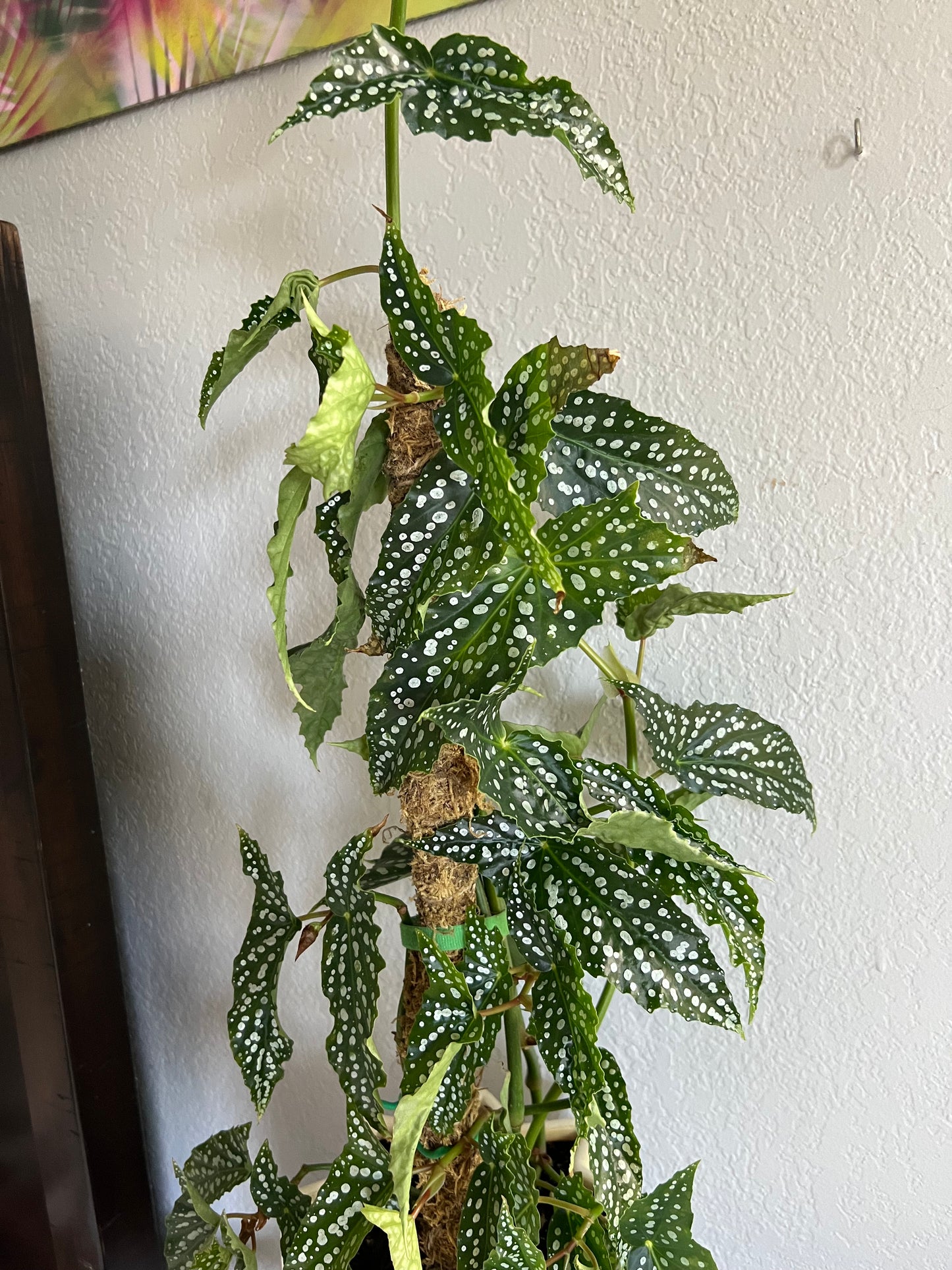 Angel wing begonia in pearl planter