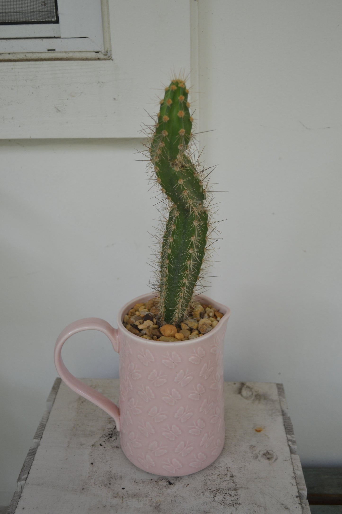 Organ pipe cactus in ceramic butterfly pitcher