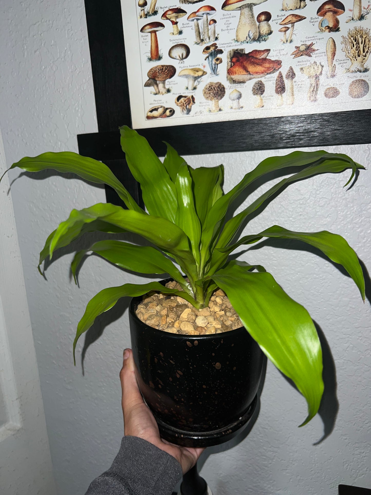 Limelight Dracaena in ceramic pot